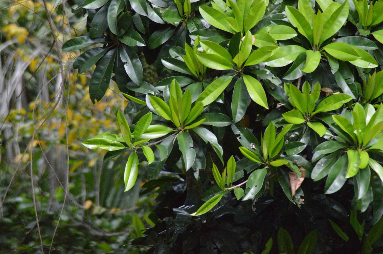 Nikon D3200 sample photo