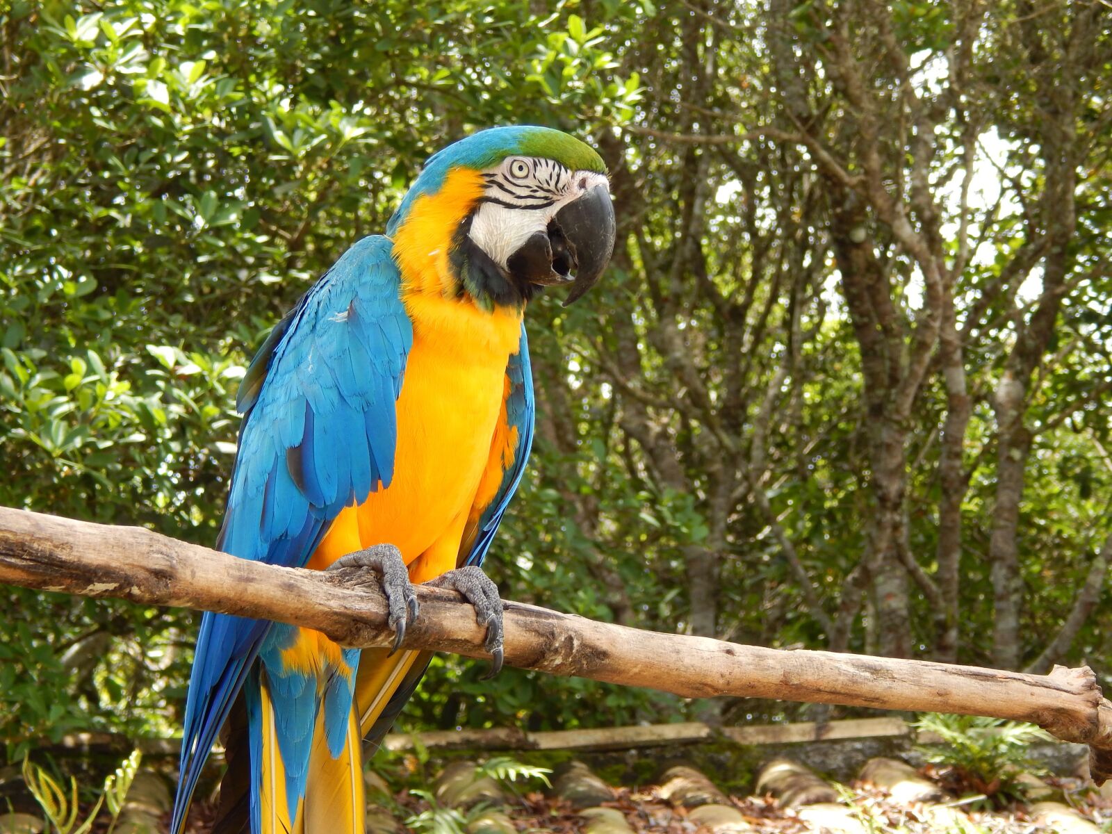Nikon Coolpix L820 sample photo. Brazil, nature, parrot photography