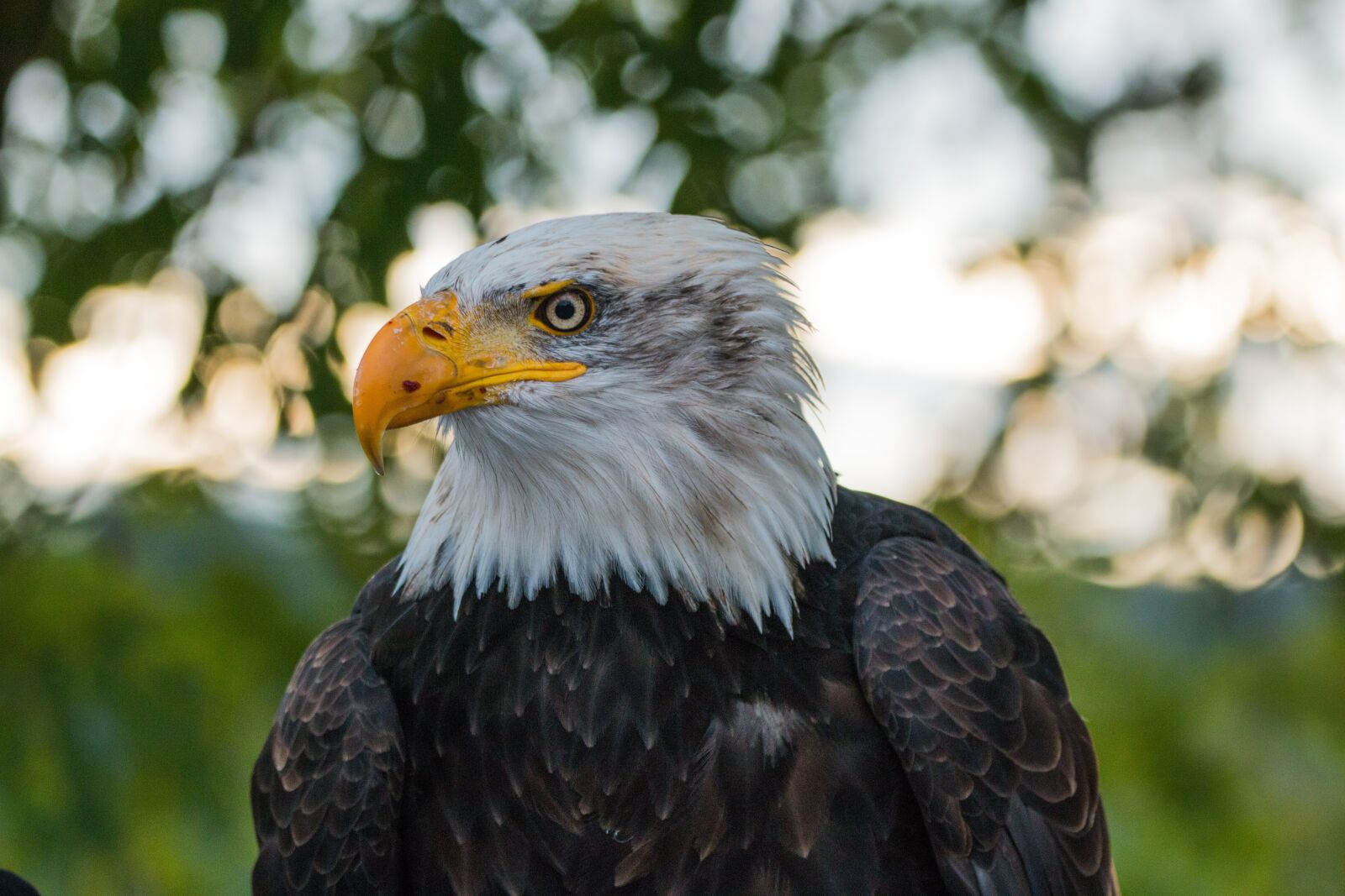 150-600mm F5-6.3 DG OS HSM | Contemporary 015 sample photo. Bald eagle, haliaeetus leucocephalus photography