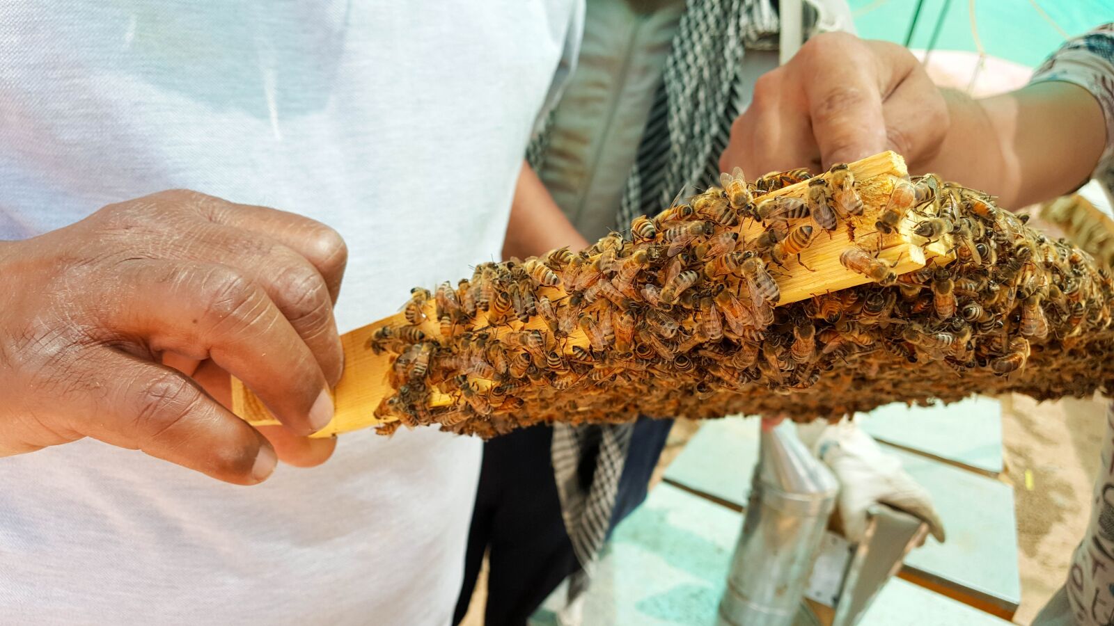 Samsung Galaxy Note5 sample photo. Bee, bees, honey photography