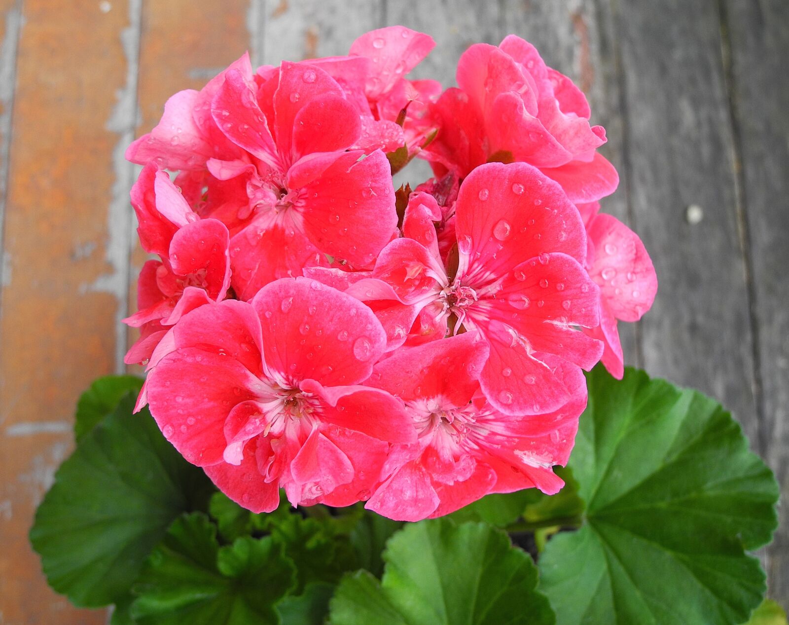 Nikon Coolpix P7000 sample photo. Geranium, flower, pink geranium photography