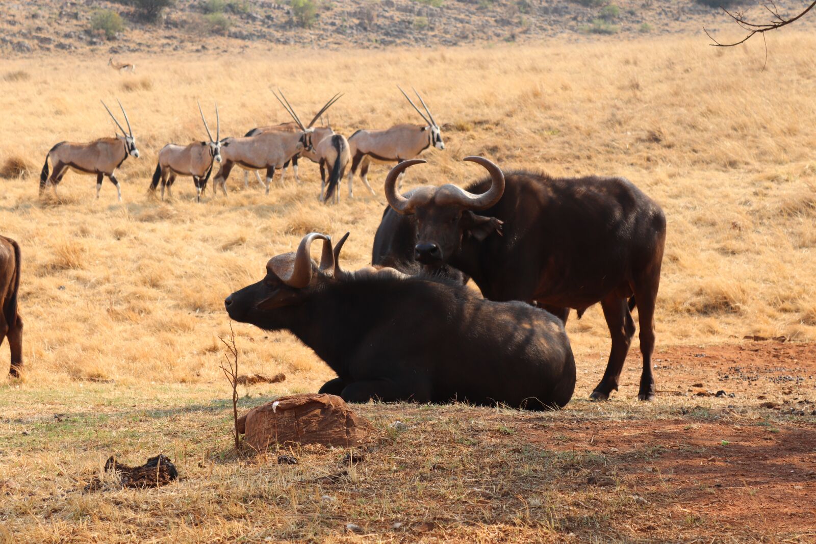 Canon EOS 200D (EOS Rebel SL2 / EOS Kiss X9) sample photo. Safari, africa, buffalo photography