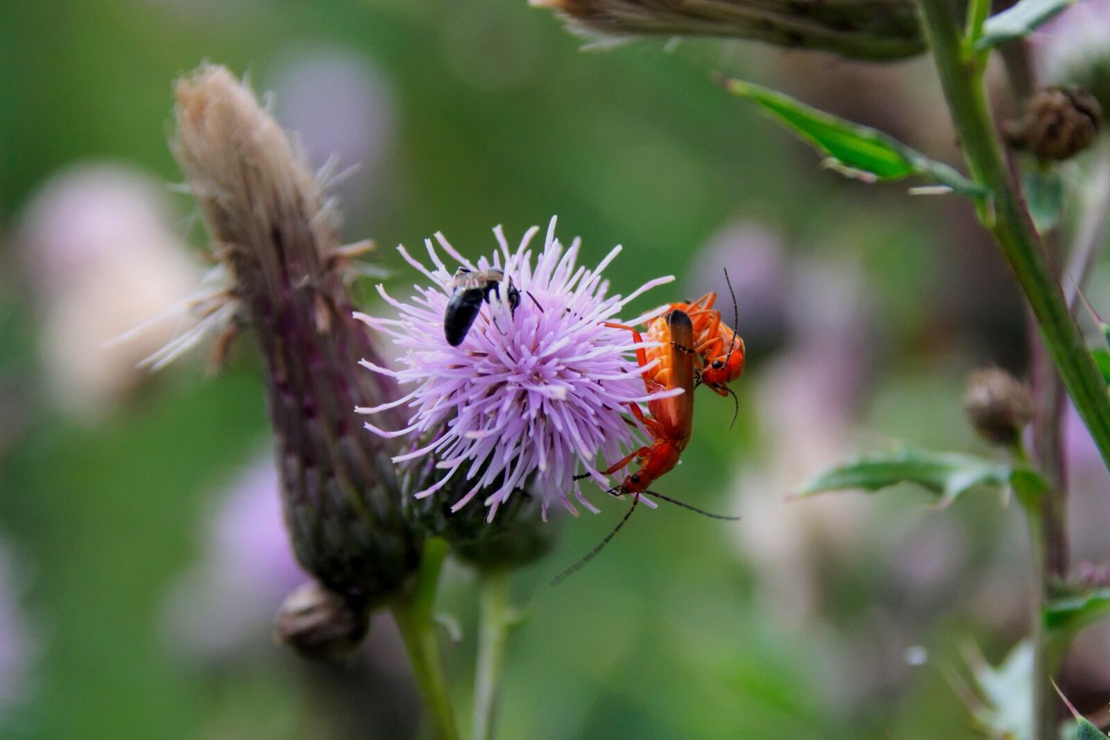 Nikon D3300 sample photo. Beetle, insect, summer photography