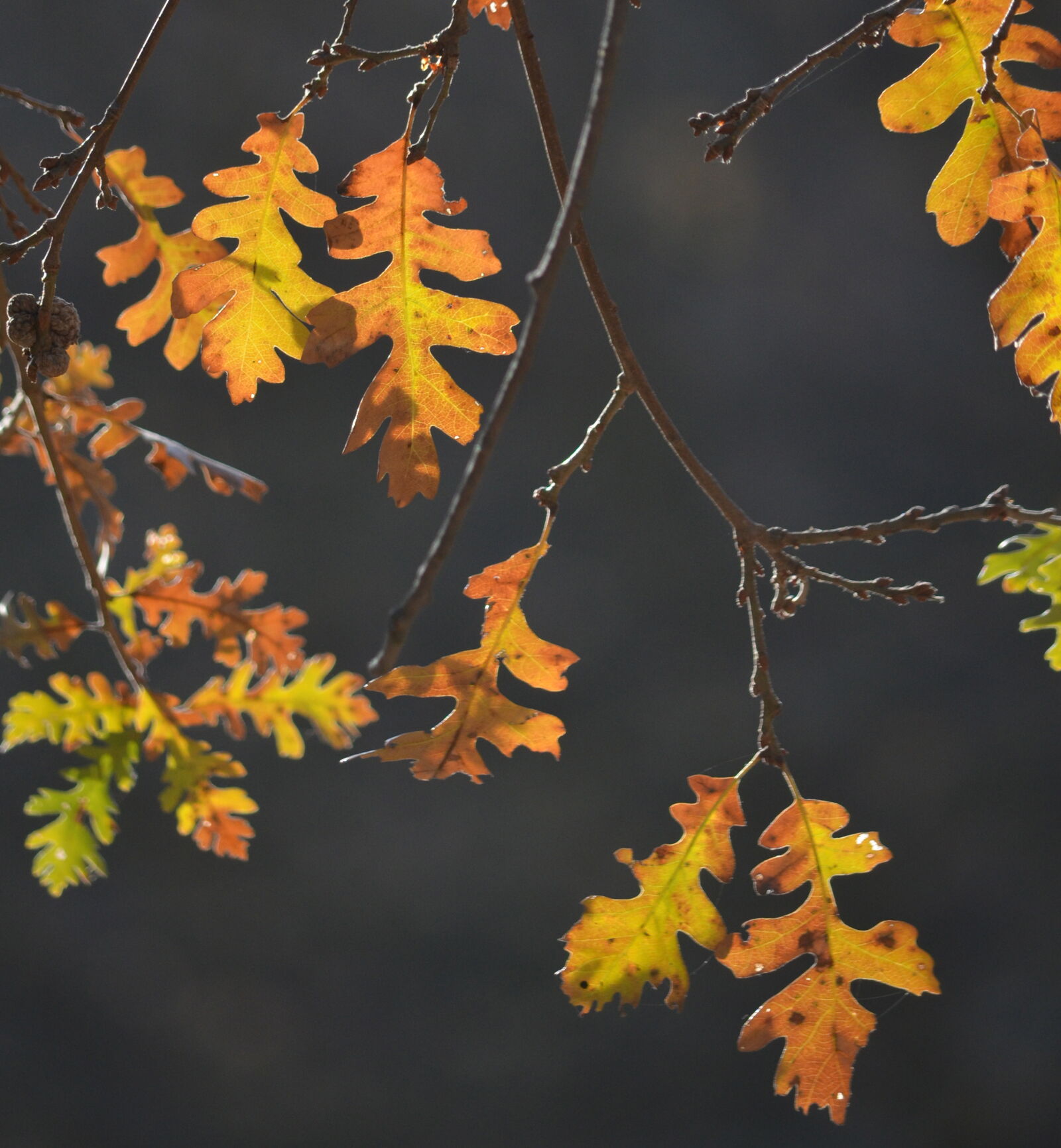 Nikon D5100 + Nikon AF-S DX Nikkor 55-300mm F4.5-5.6G ED VR sample photo. Autumn, autumn, colours, autumn photography