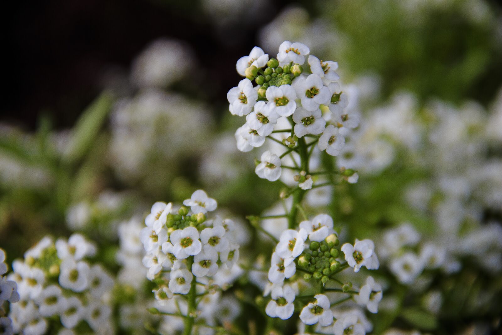 Canon EOS 650D (EOS Rebel T4i / EOS Kiss X6i) sample photo. Macro, flower, white photography