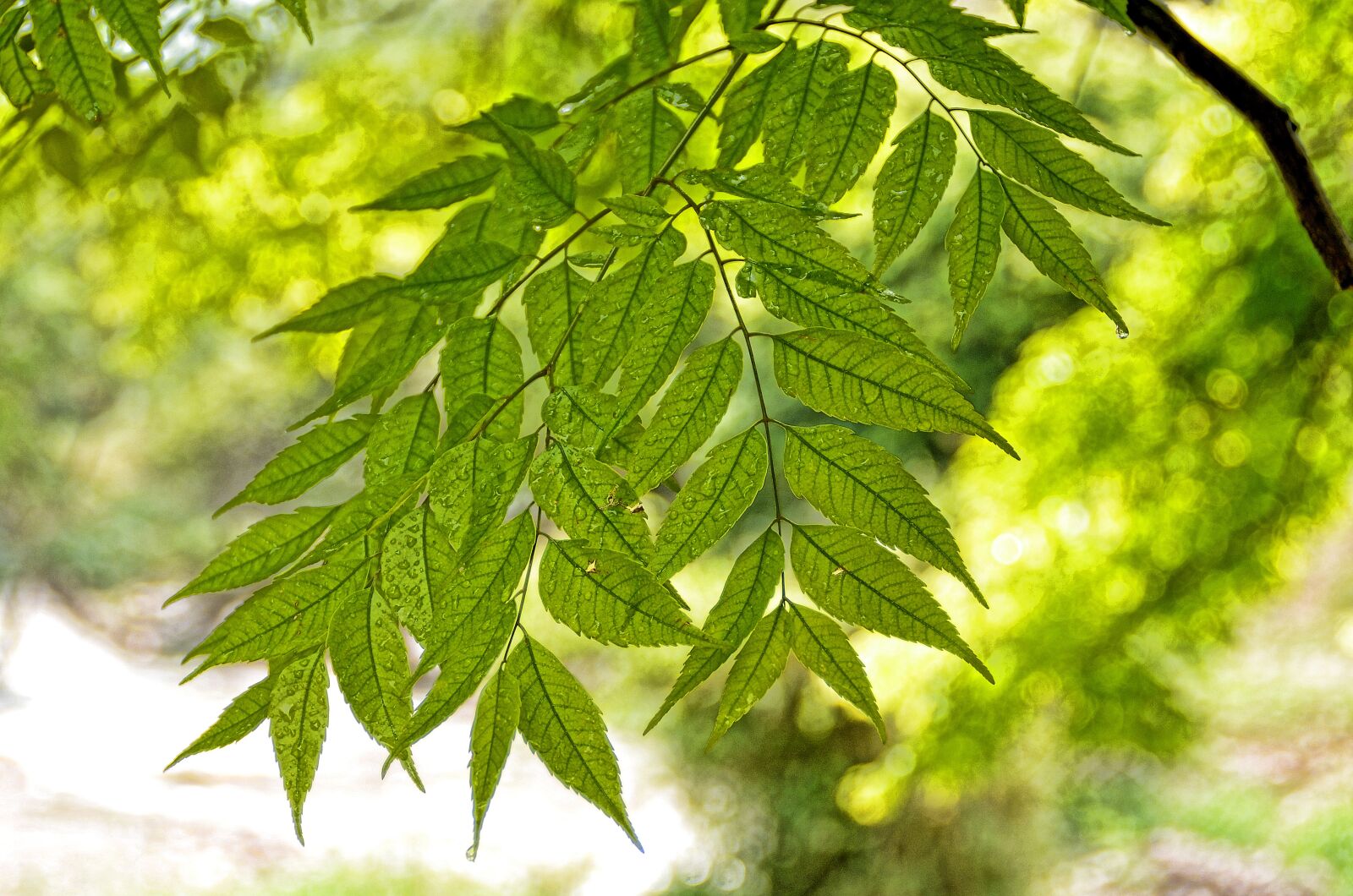 Nikon D7000 sample photo. Tree, green, leaf photography