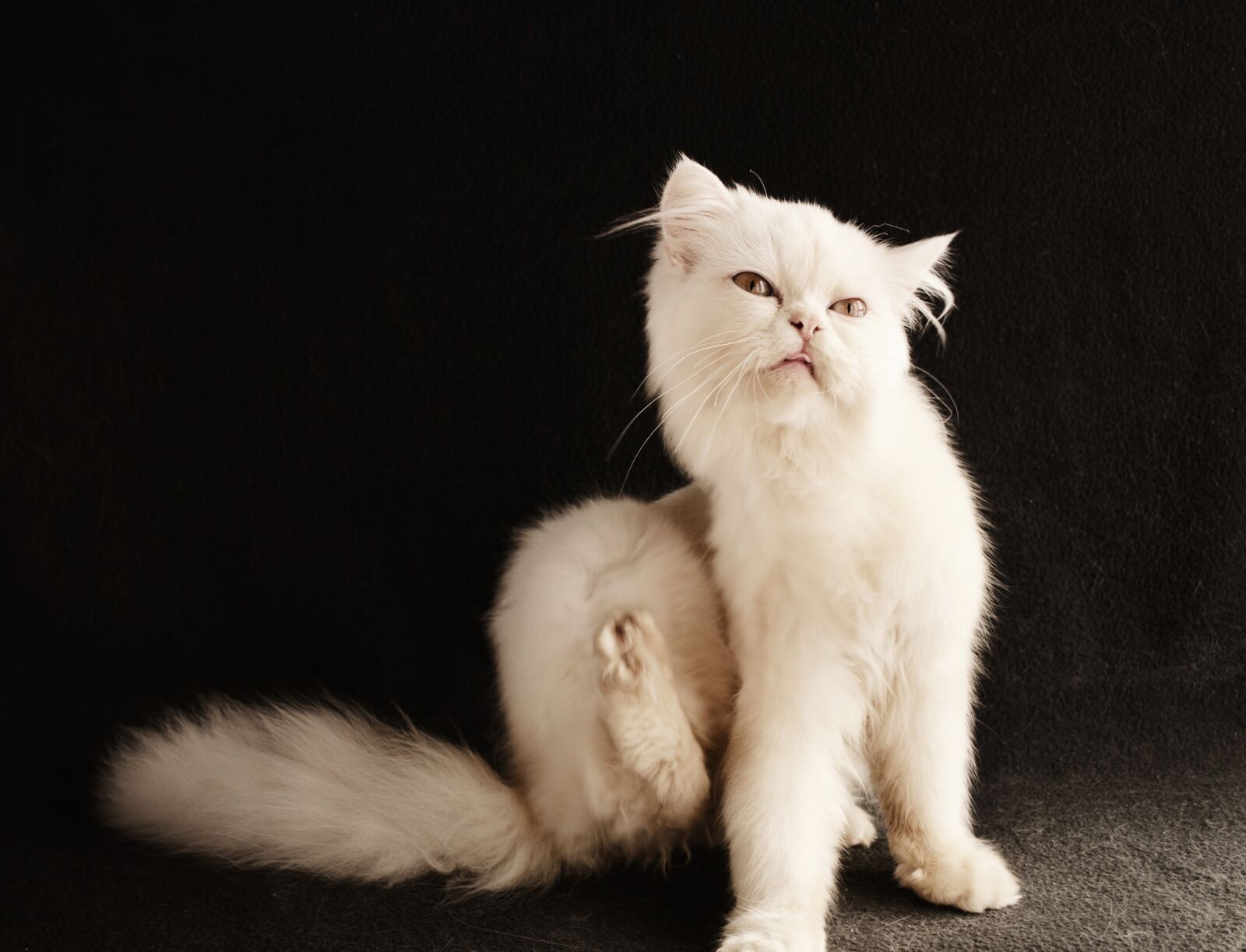 Nikon D5000 sample photo. Cat, cute, downy photography