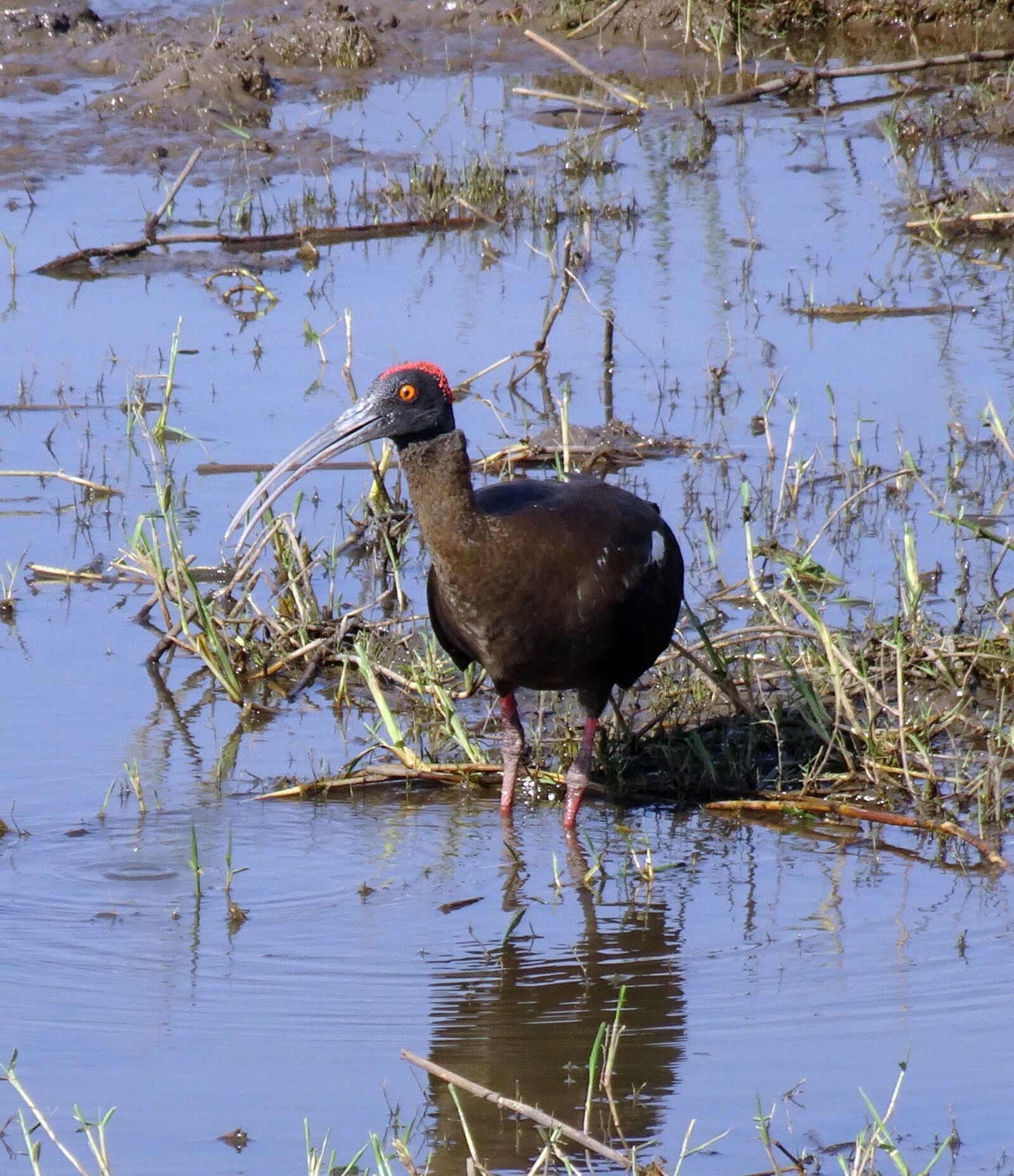 Sony Cyber-shot DSC-HX90V sample photo. Bird, red-naped ibis, pseudibis photography