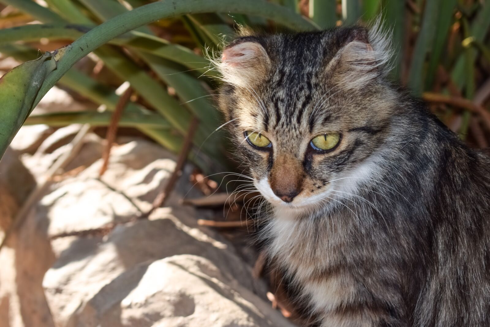 Nikon D3300 sample photo. Cat, stray, eyes photography