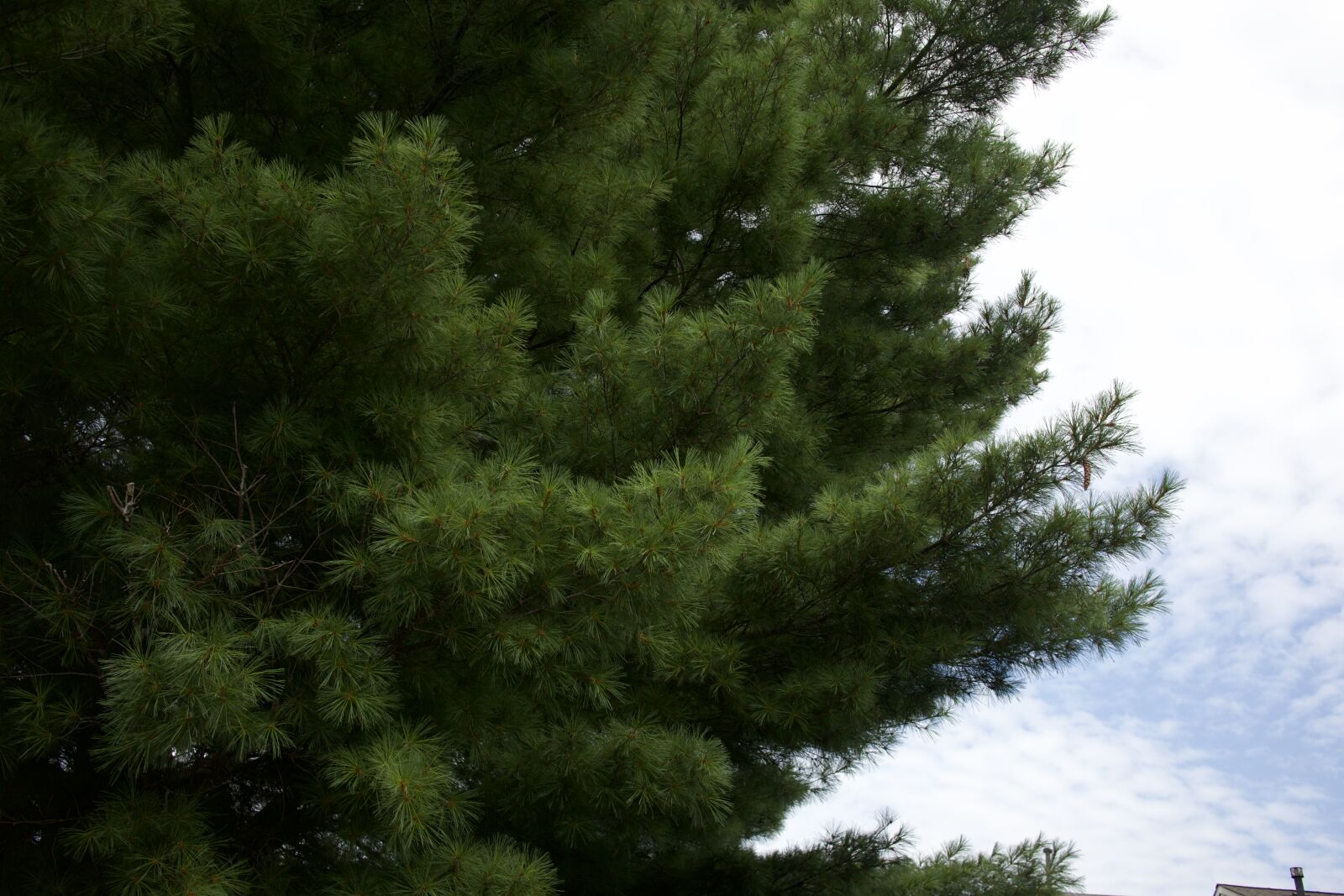 Canon EOS M5 sample photo. Pine photography