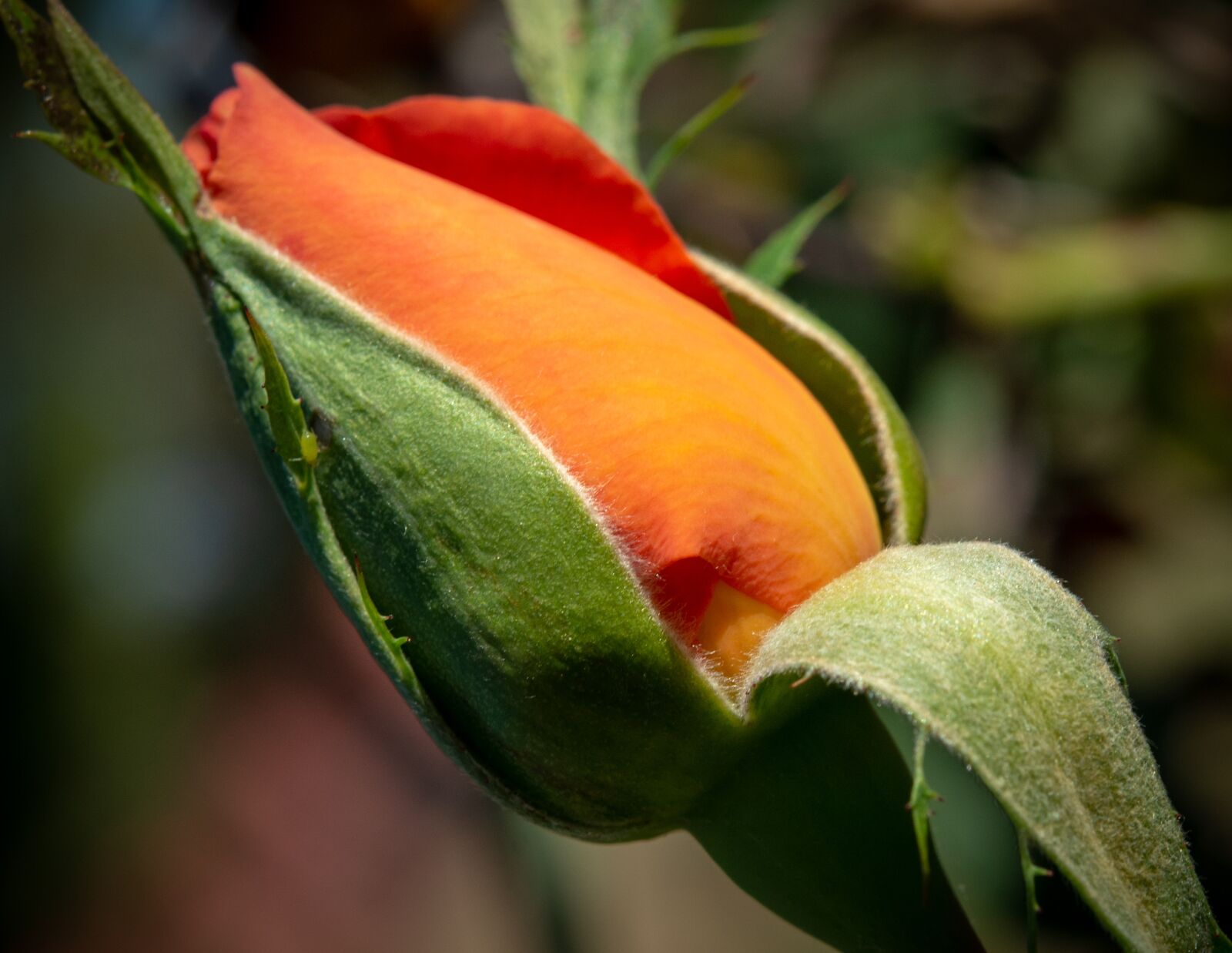 Nikon D800 sample photo. Orange, flower, rose photography