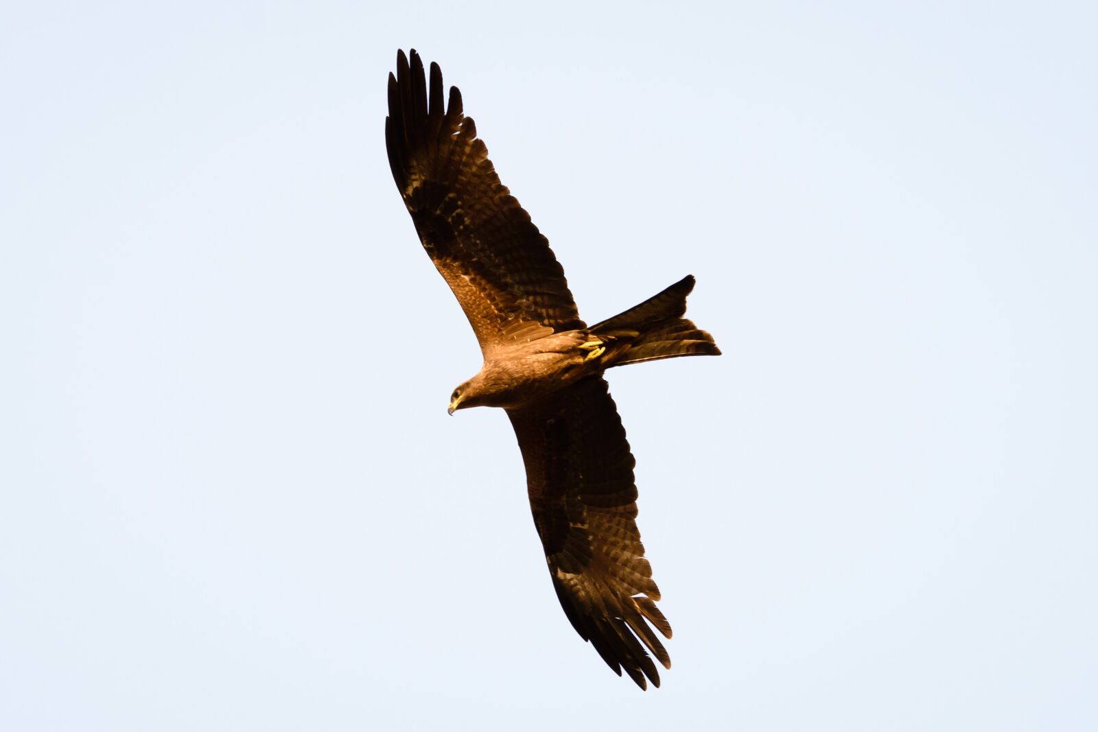 Nikon D7200 sample photo. Eagle, bird, raptor photography
