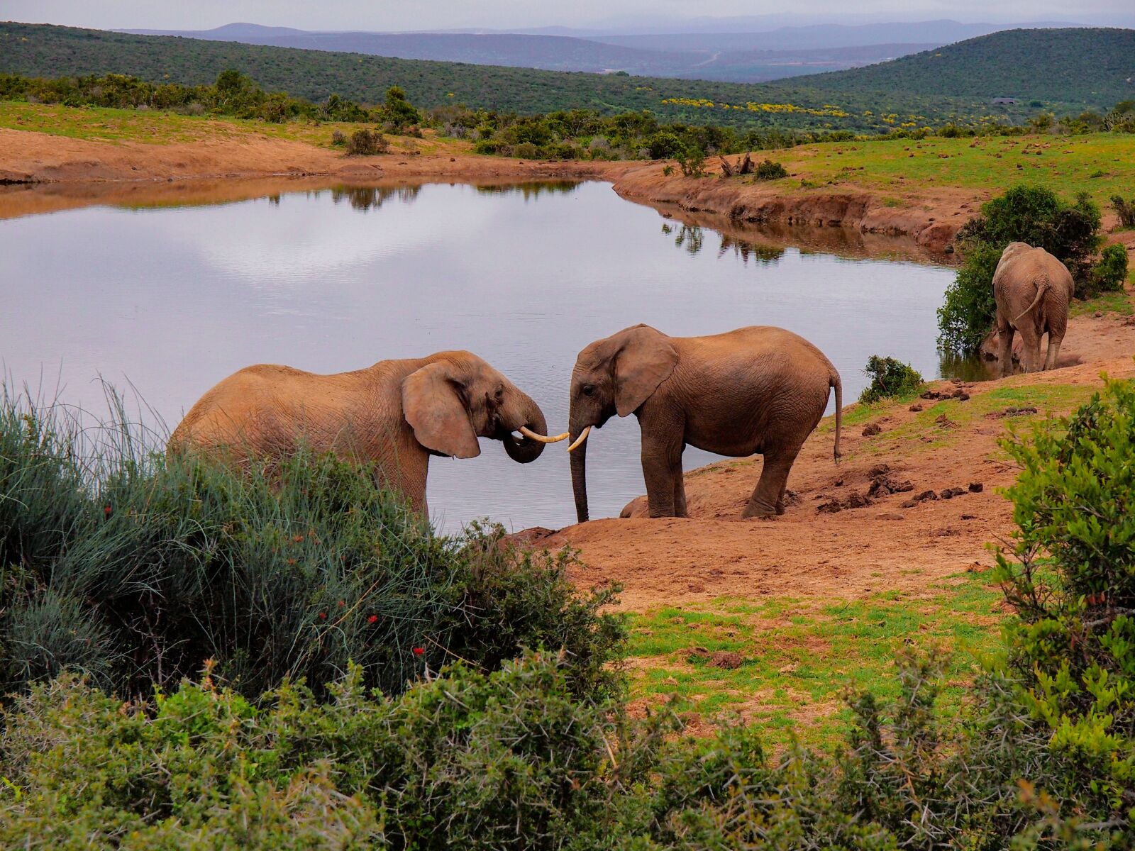 Olympus E-5 sample photo. Elephants, south africa, landscape photography