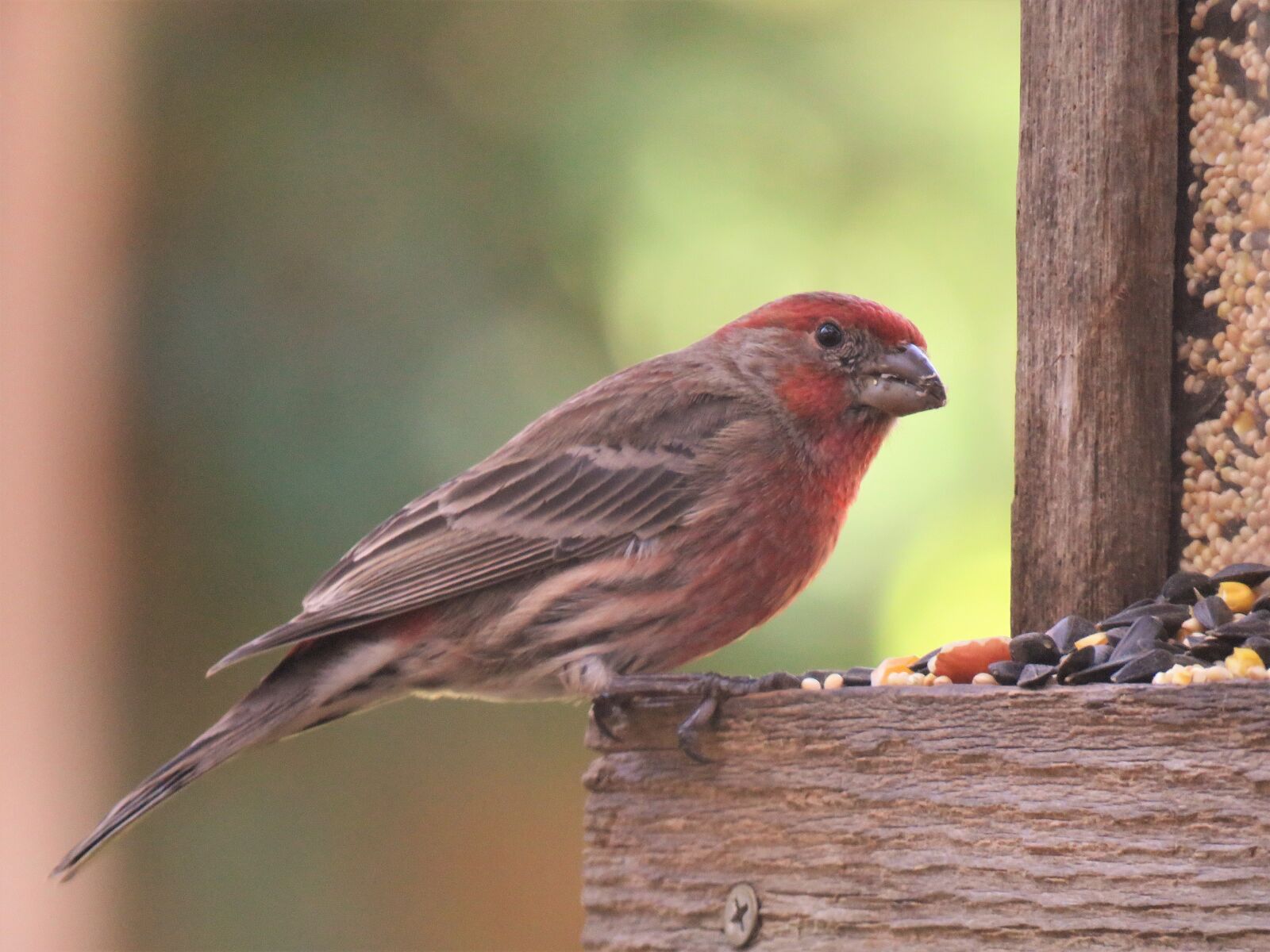 Canon PowerShot SX60 HS sample photo. Bird, colorful, wildlife photography