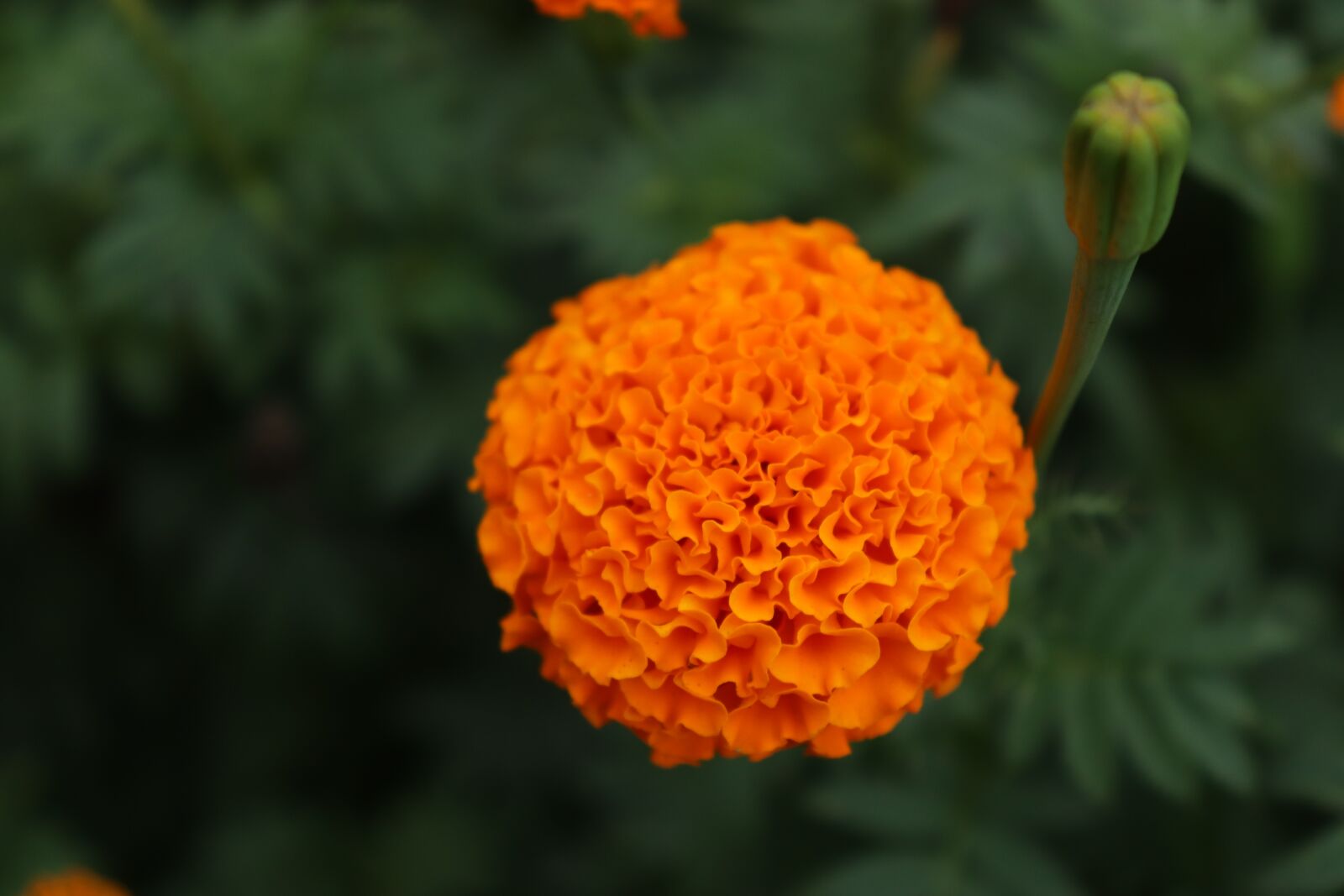Canon EF-S 18-55mm F4-5.6 IS STM sample photo. Marigold, tagetes, flower photography