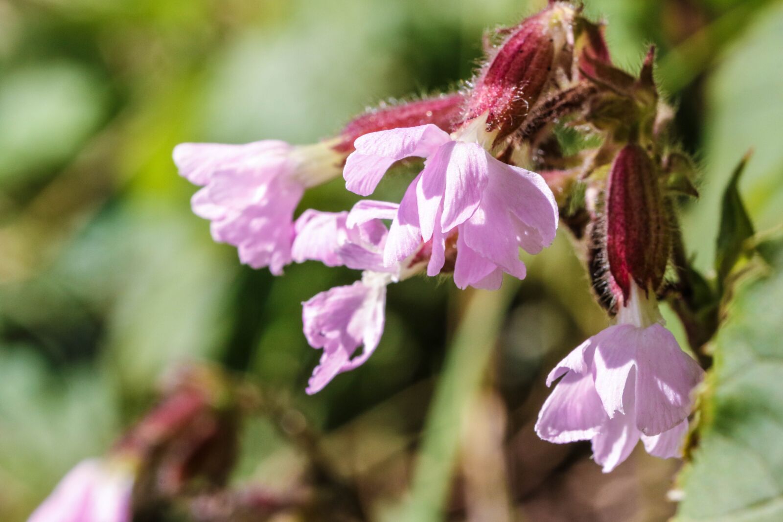 Canon EOS 7D Mark II sample photo. Flower, summer flower, nature photography