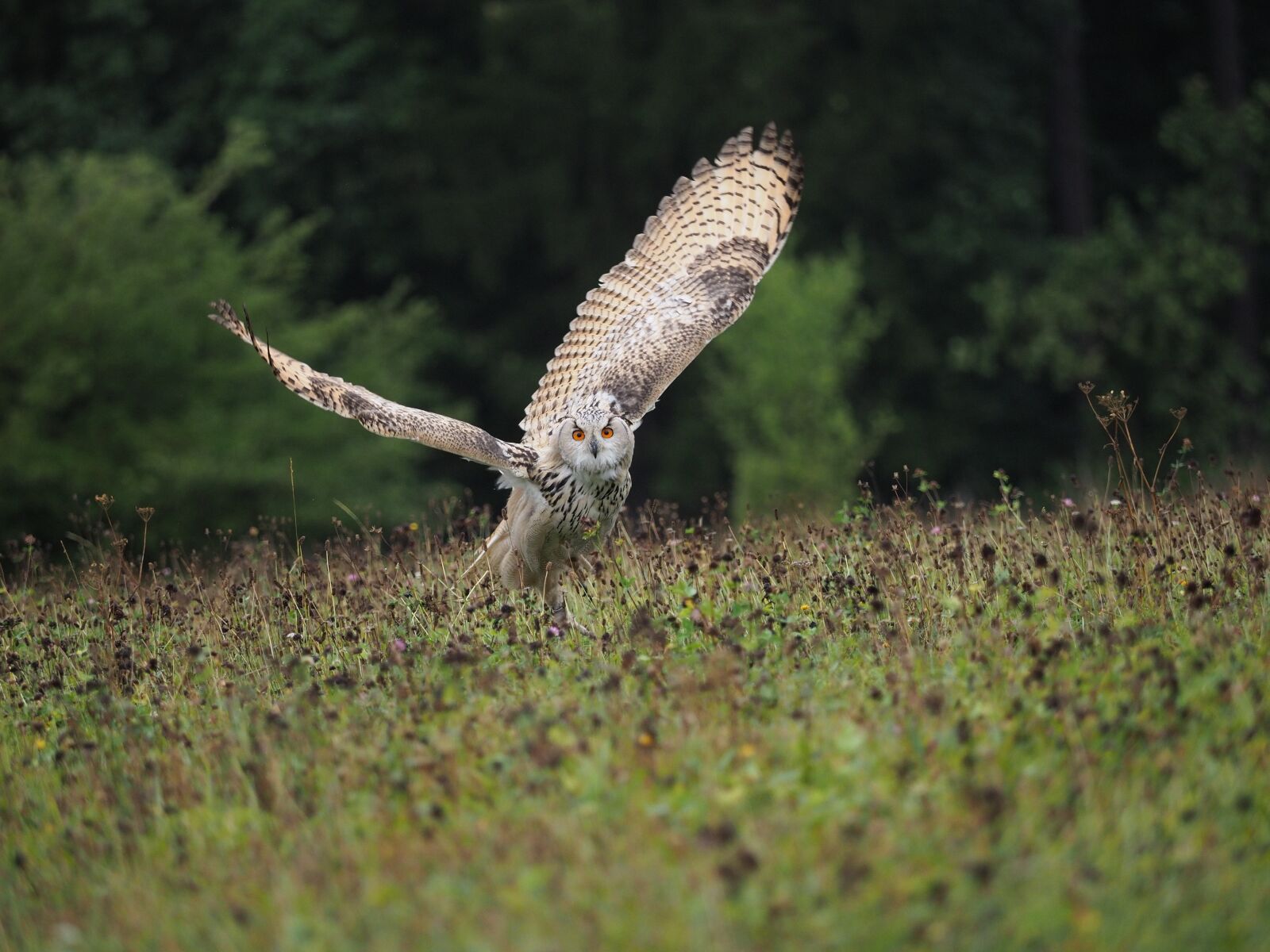 Olympus OM-D E-M1 Mark II + Olympus M.Zuiko Digital ED 40-150mm F2.8 Pro sample photo. Bird, animal, owl photography