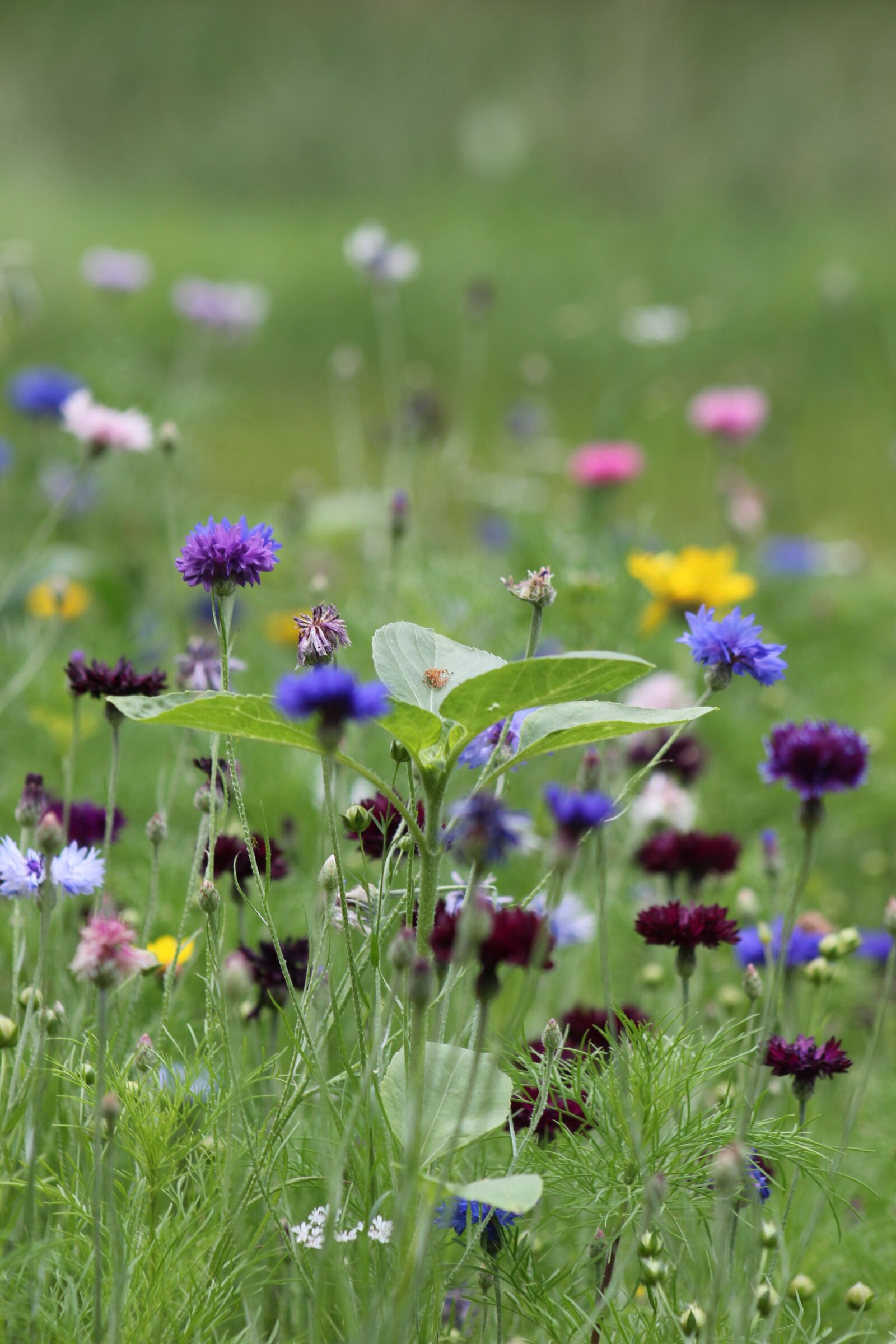 Canon EOS 550D (EOS Rebel T2i / EOS Kiss X4) sample photo. Flowers, flower meadow, meadow photography