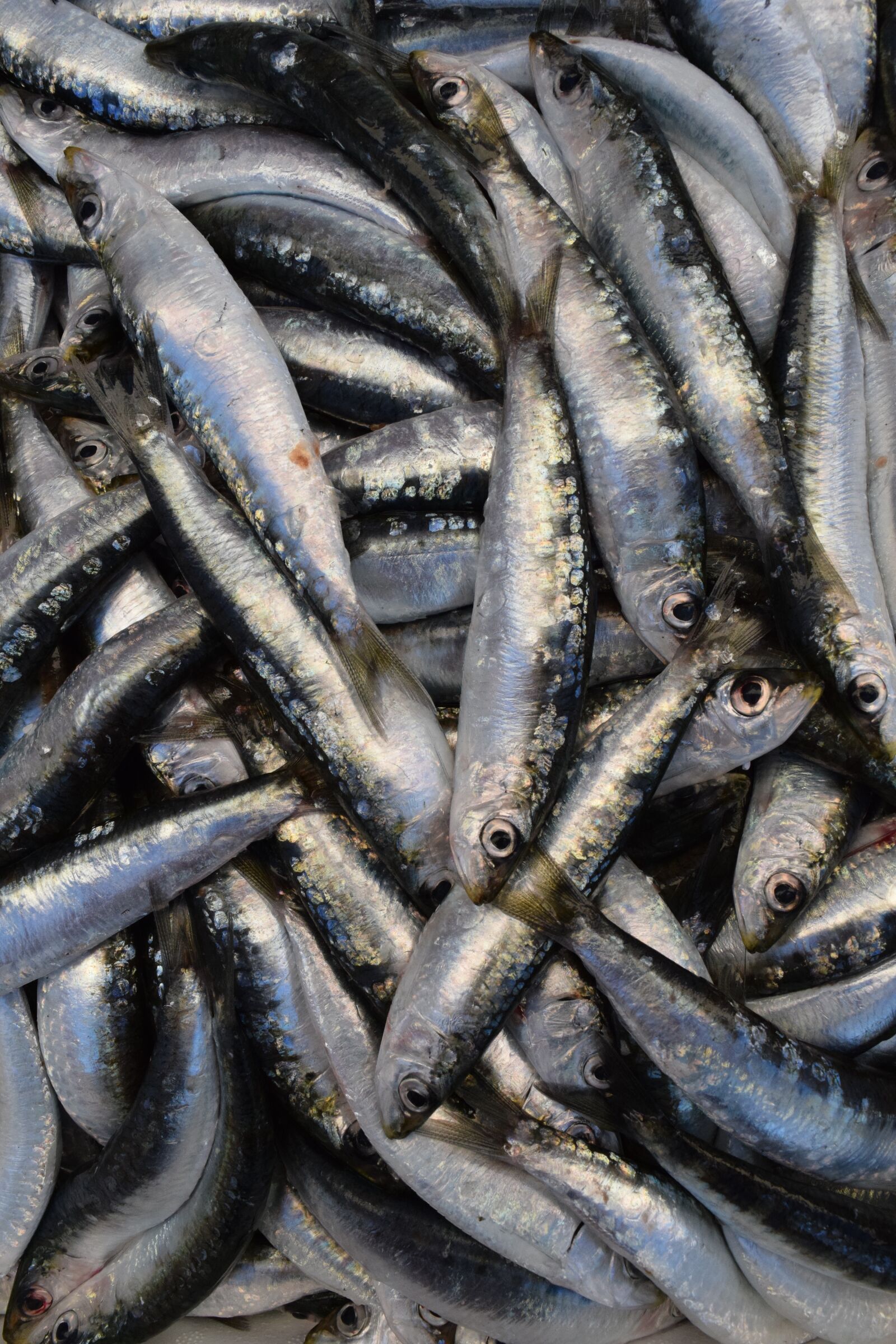 Nikon D3300 sample photo. Fish, sardines, european sardine photography