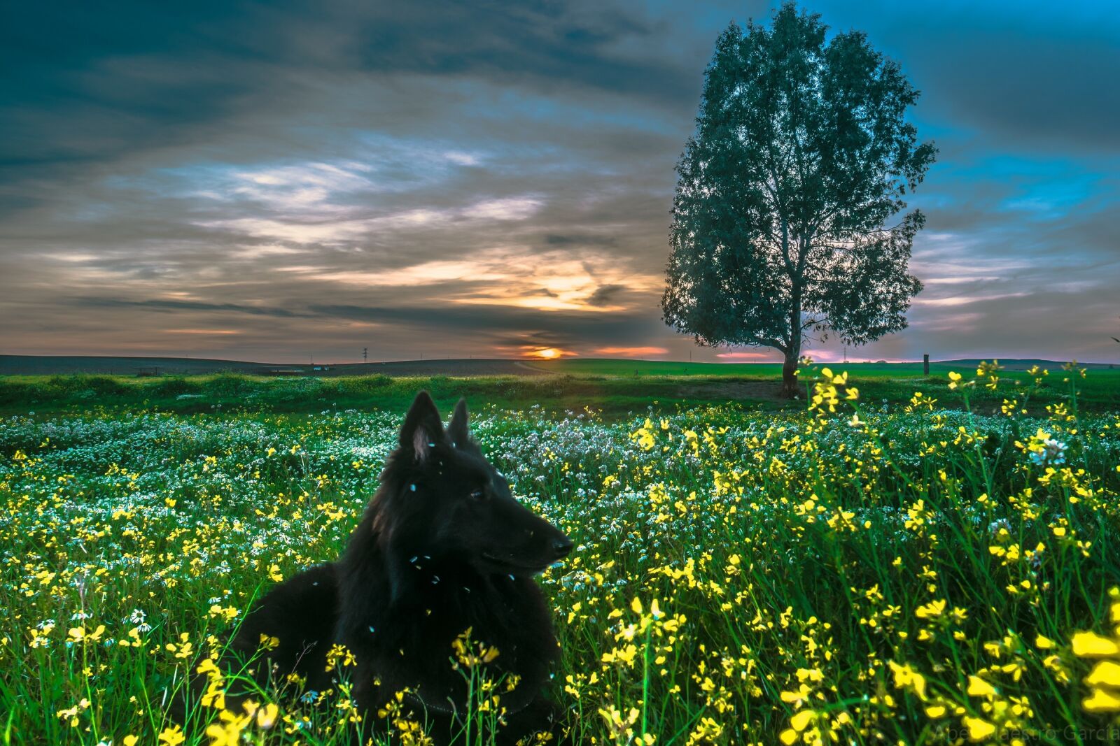 NX 16mm F2.4 sample photo. Belgian sheepdog, dog, black photography