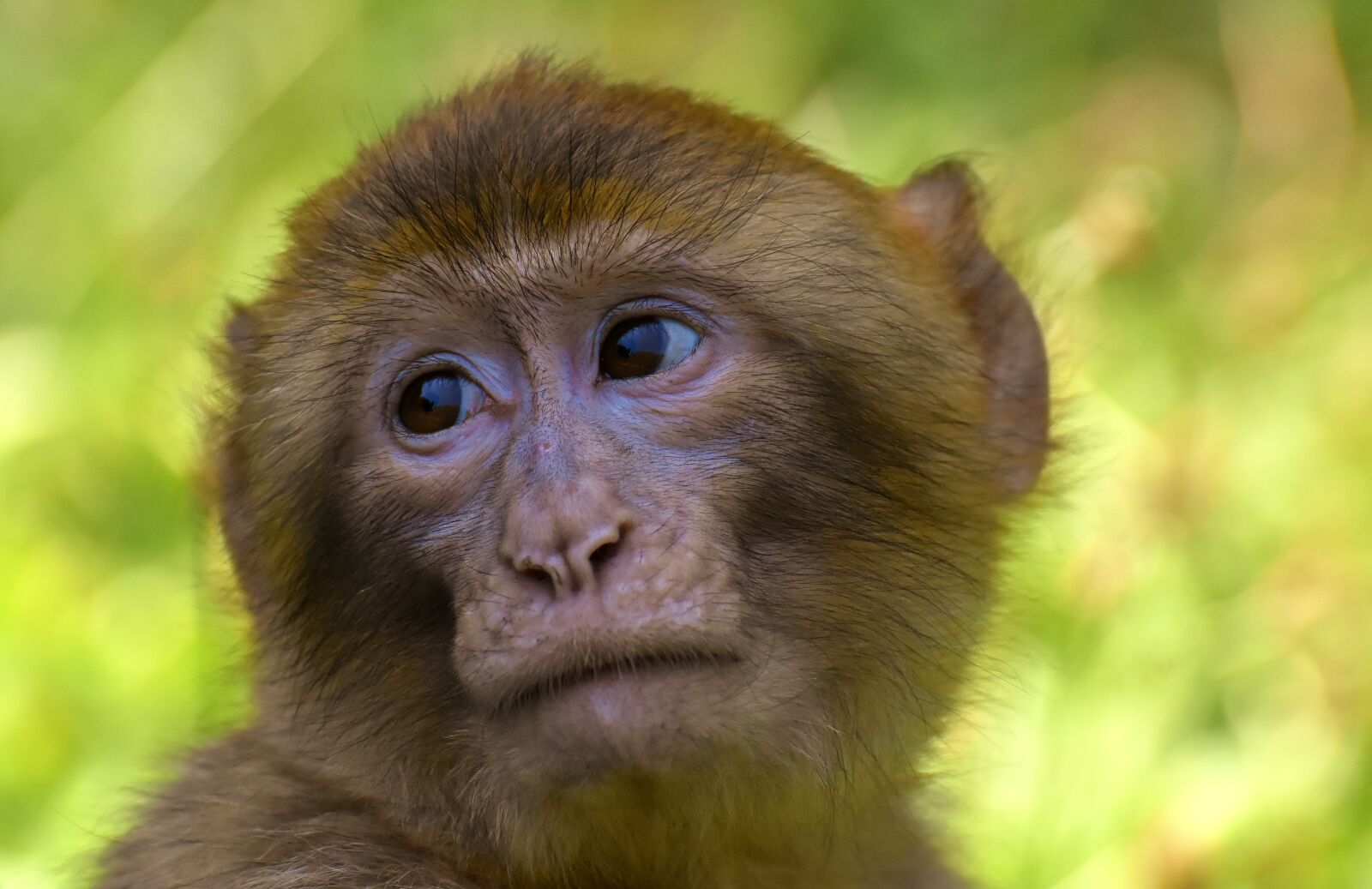 Nikon D7200 sample photo. Barbary ape, endangered species photography