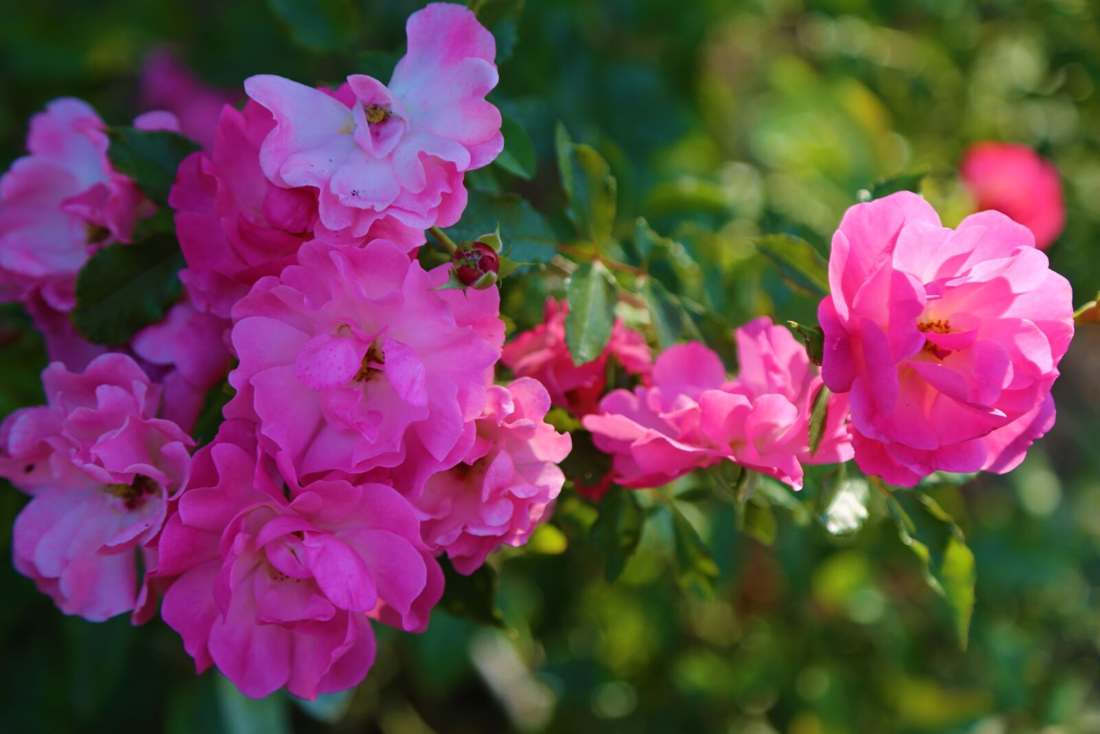 Canon EF 24-105mm F4L IS USM sample photo. Rose, roses, pink photography