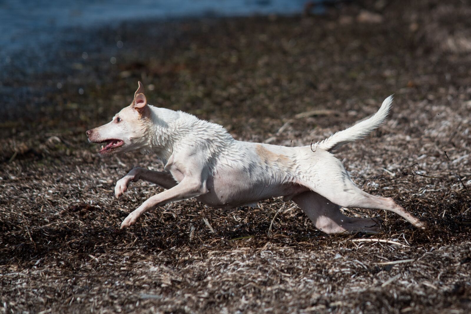 Nikon D5500 sample photo. Dog, fetch, beach photography