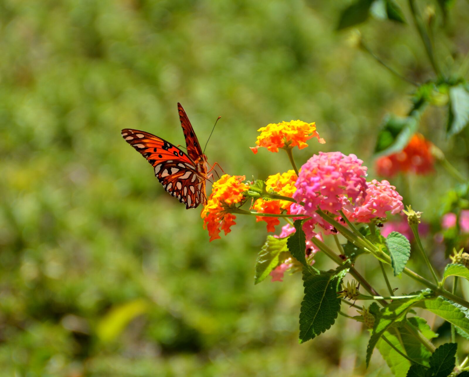 Nikon D7000 sample photo. Nature, insect, flower photography