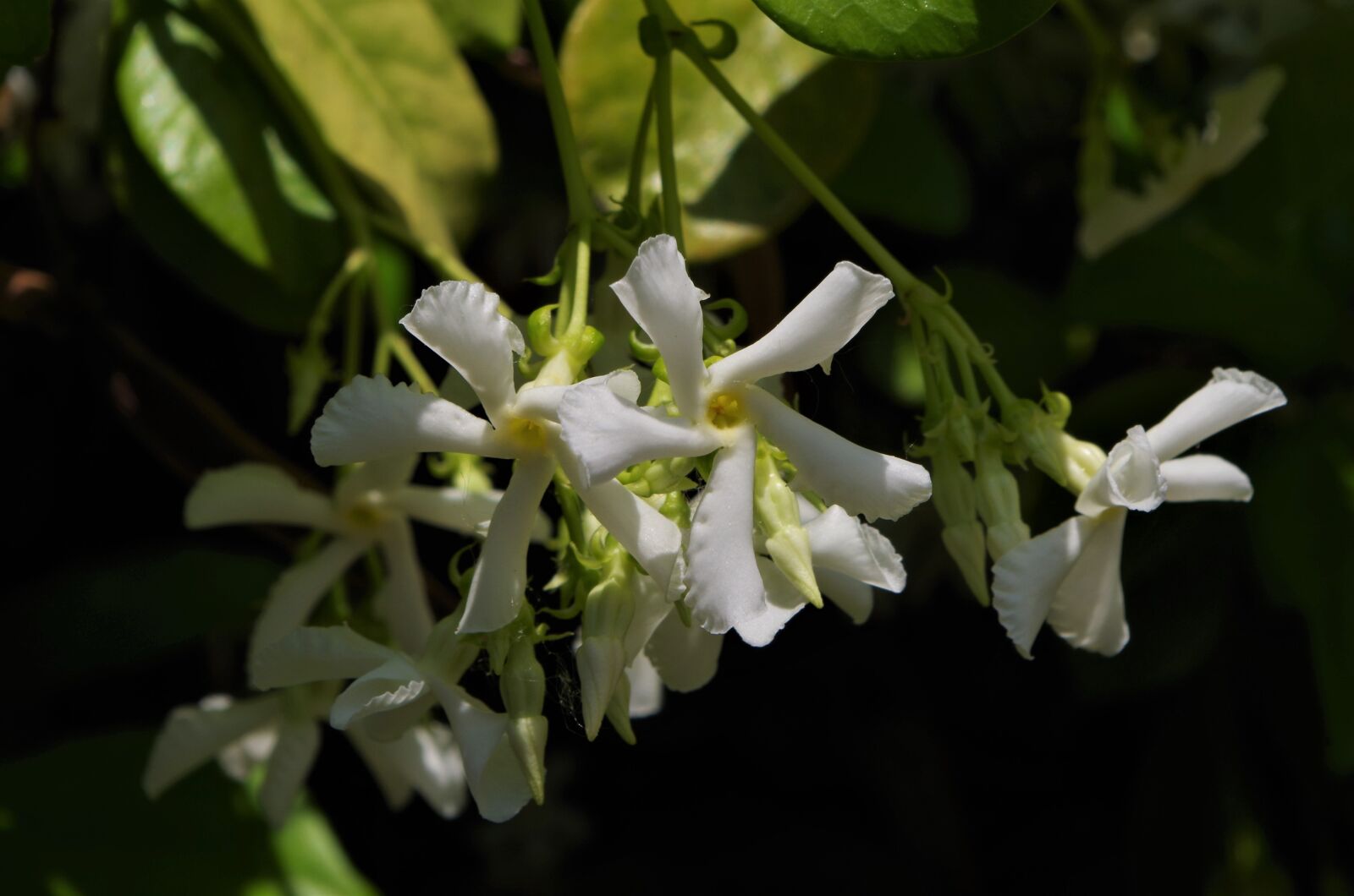 Pentax K-50 sample photo. White flower, jasmine, spring photography