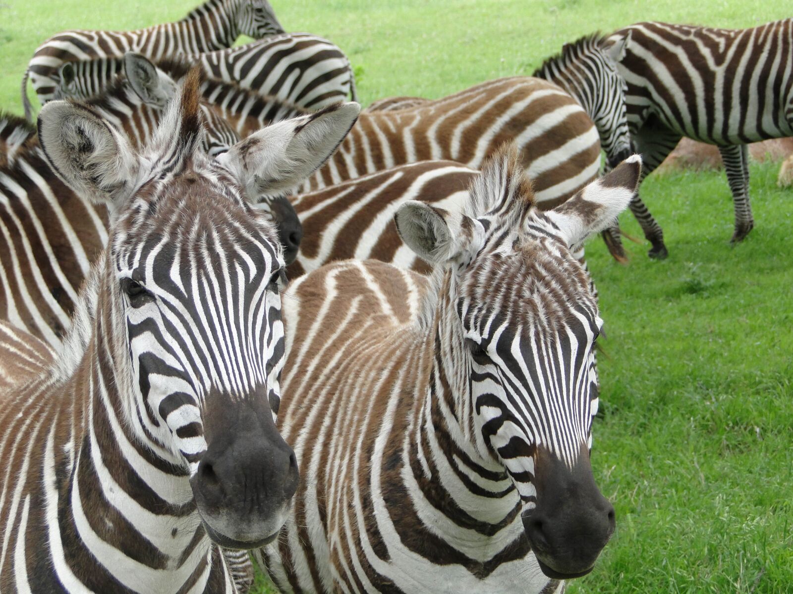 Sony Cyber-shot DSC-HX1 sample photo. Zebra, wildlife, nature photography