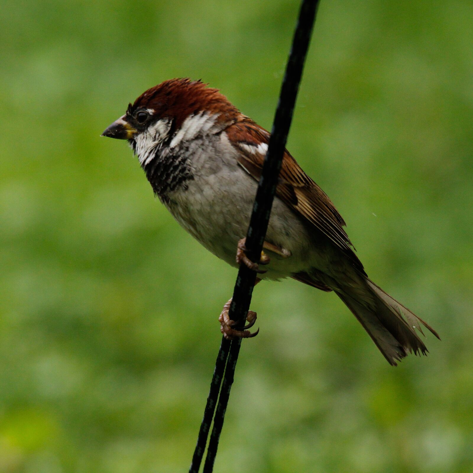 Canon EOS 50D sample photo. Sperling, bird, sparrow photography