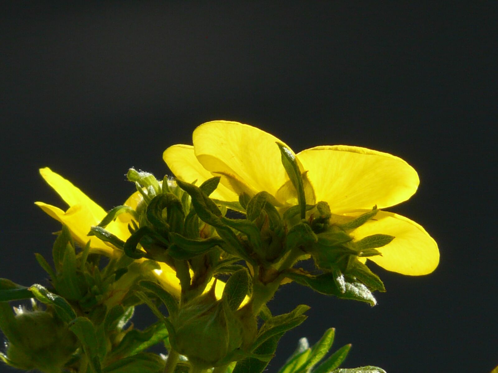 Panasonic DMC-FZ18 sample photo. Finger shrub, bush, dasiphora photography