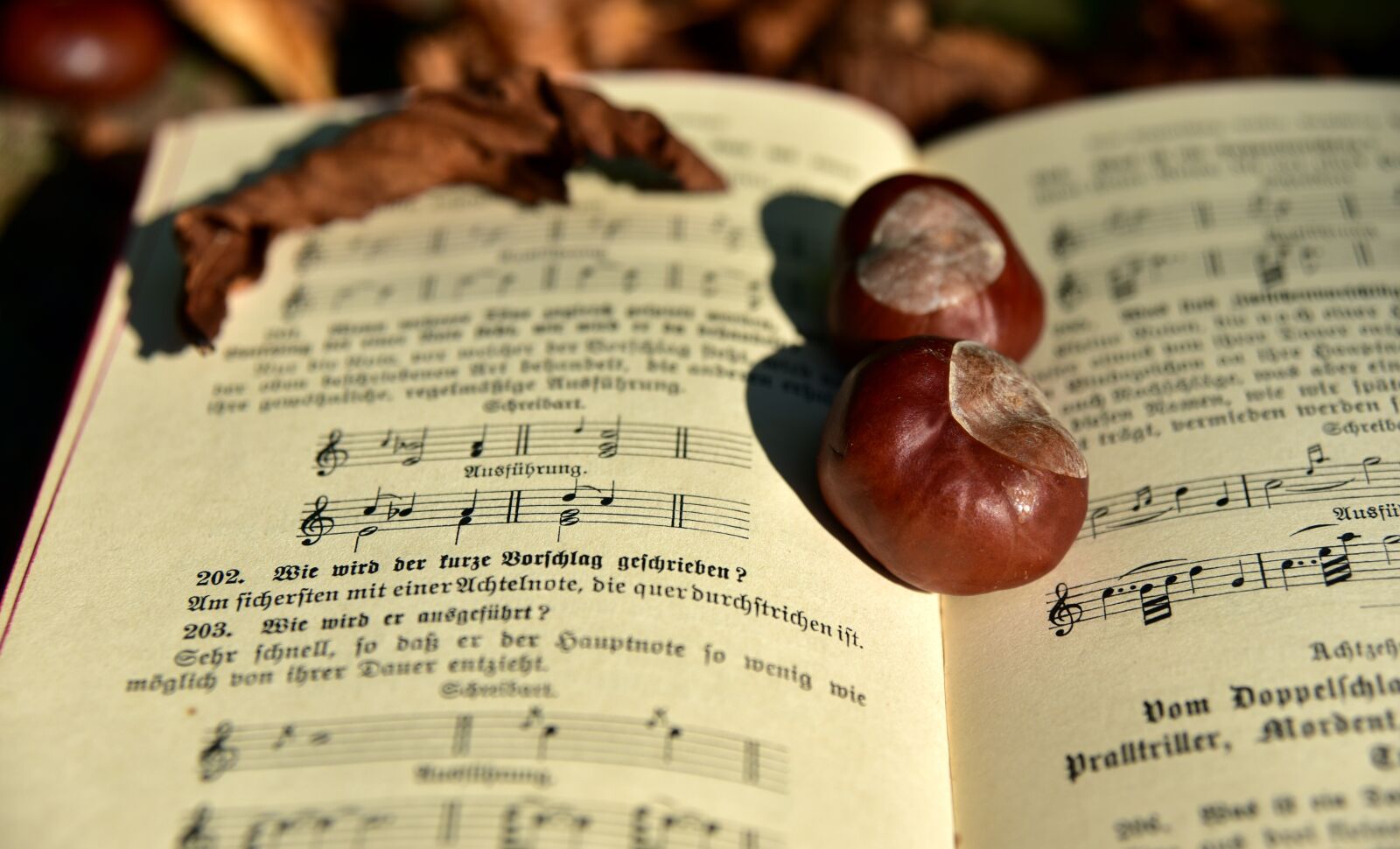 Nikon D750 sample photo. Book, autumn, leaf photography