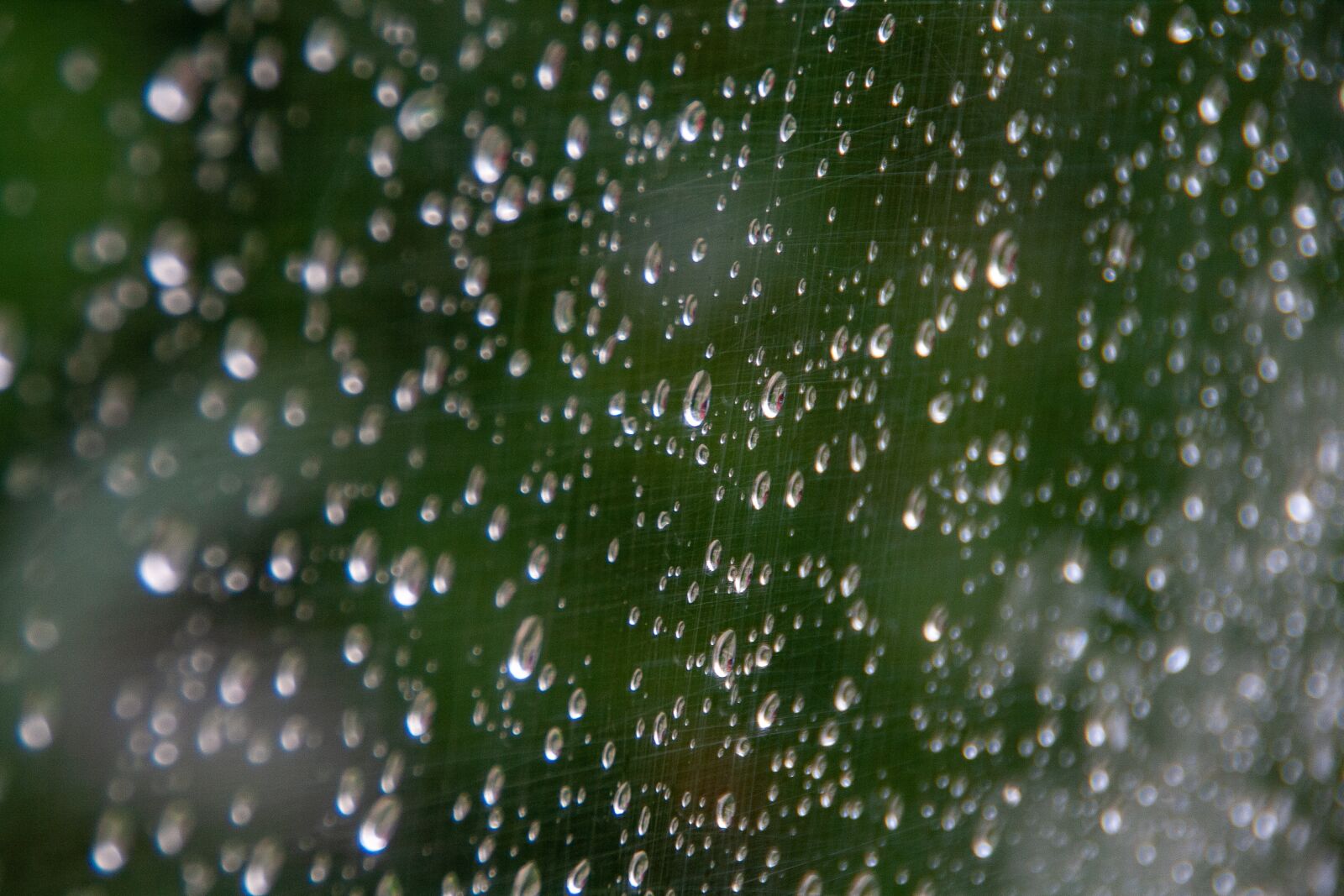 Canon EOS 400D (EOS Digital Rebel XTi / EOS Kiss Digital X) sample photo. Water, rain, grenn photography