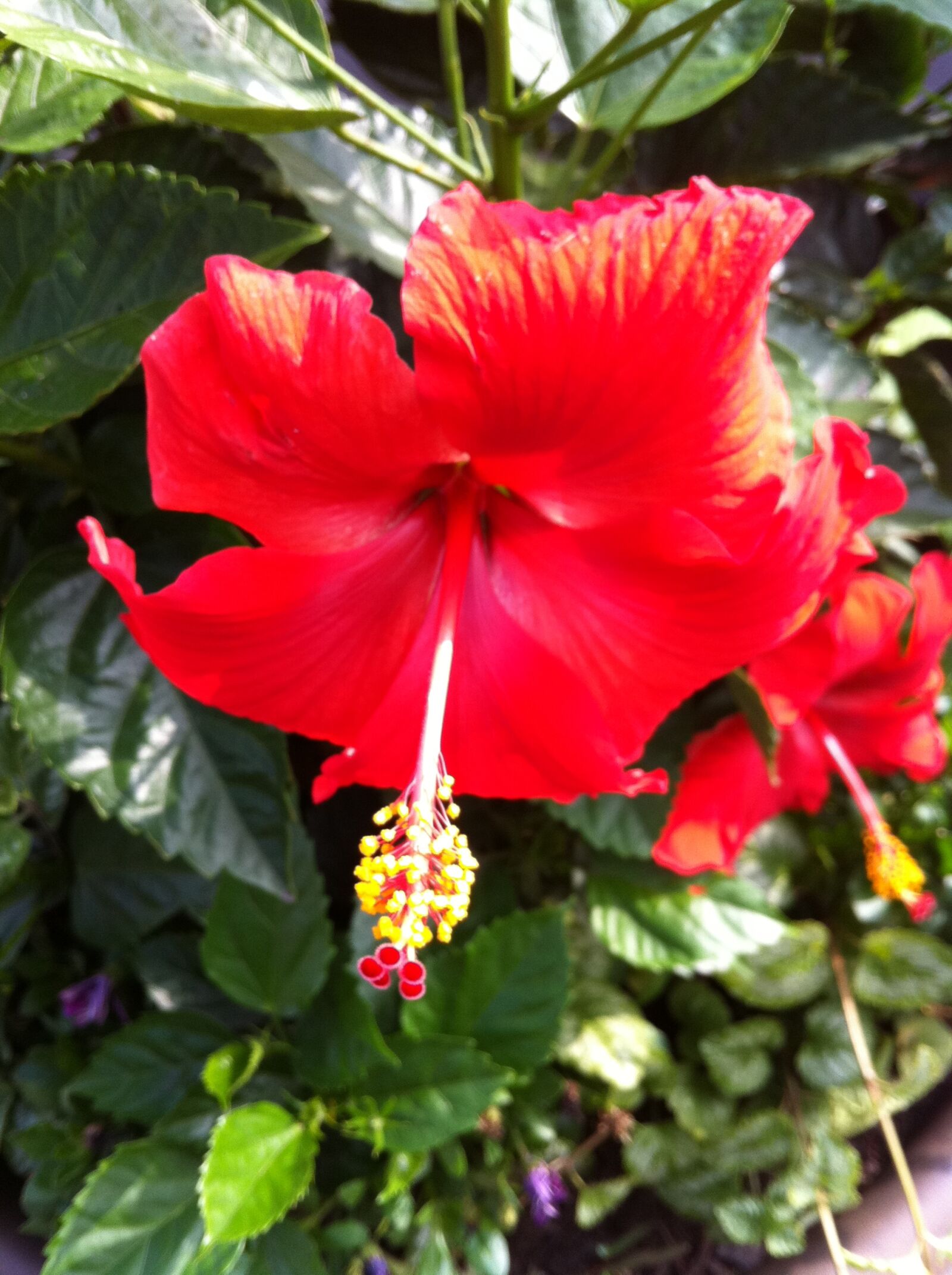 Apple iPhone 4 sample photo