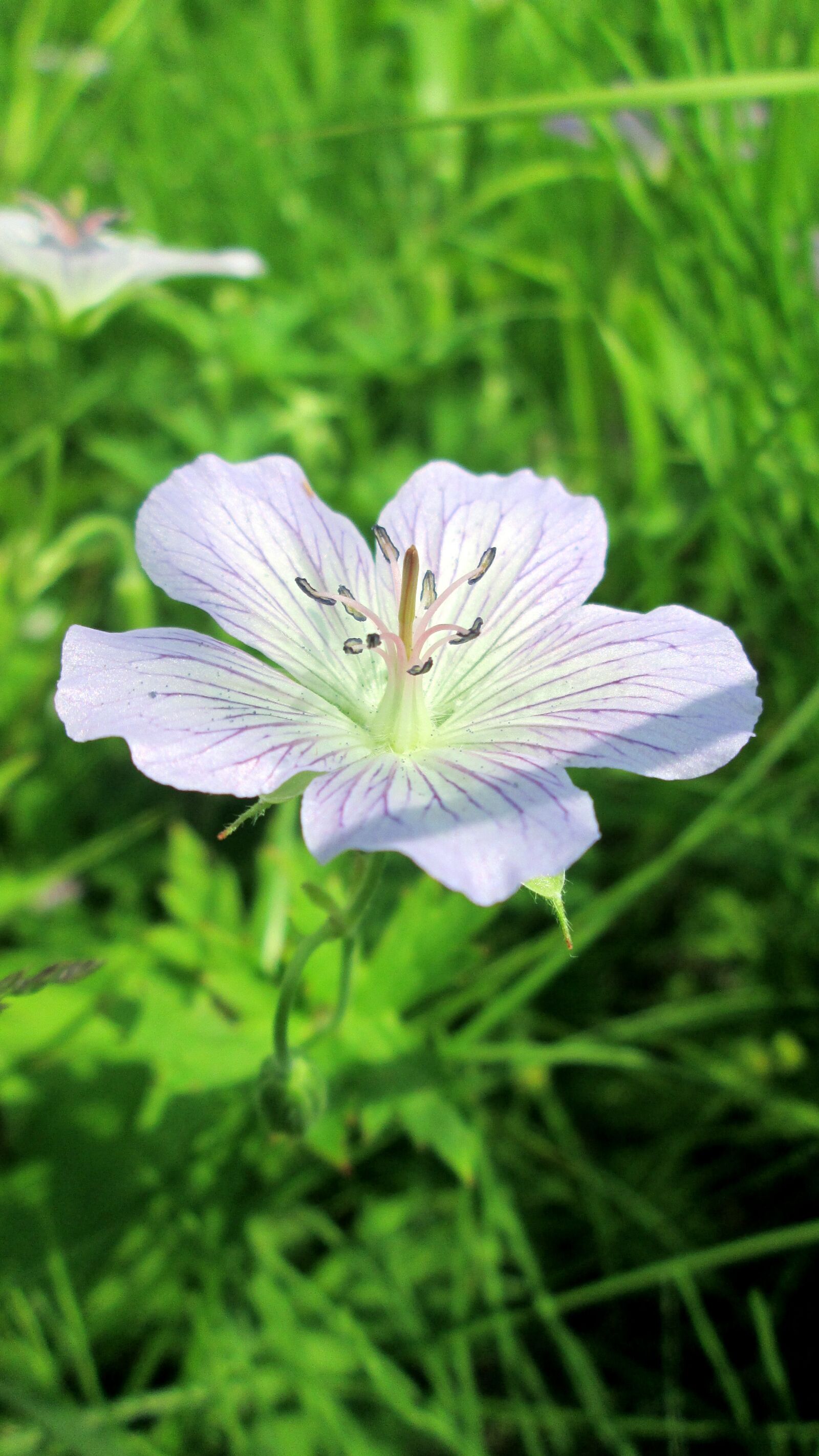 Canon PowerShot A2300 sample photo. Nature, summer, forest photography