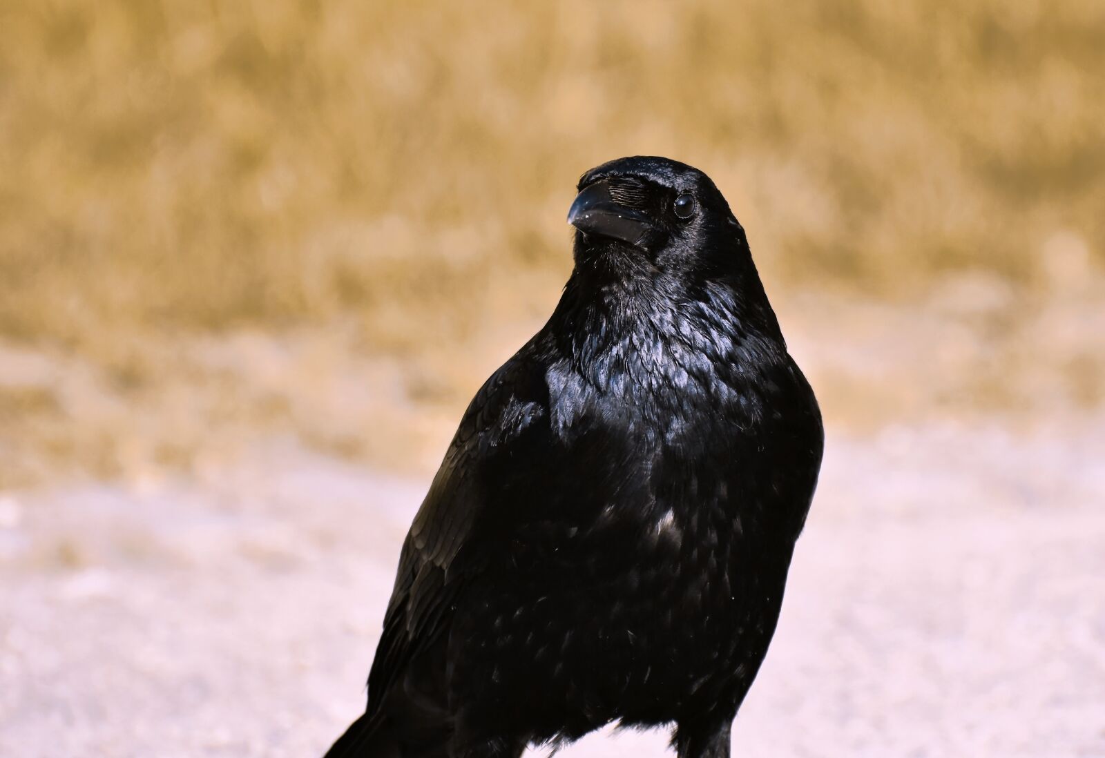 Nikon D7200 sample photo. Raven, crow, raven bird photography