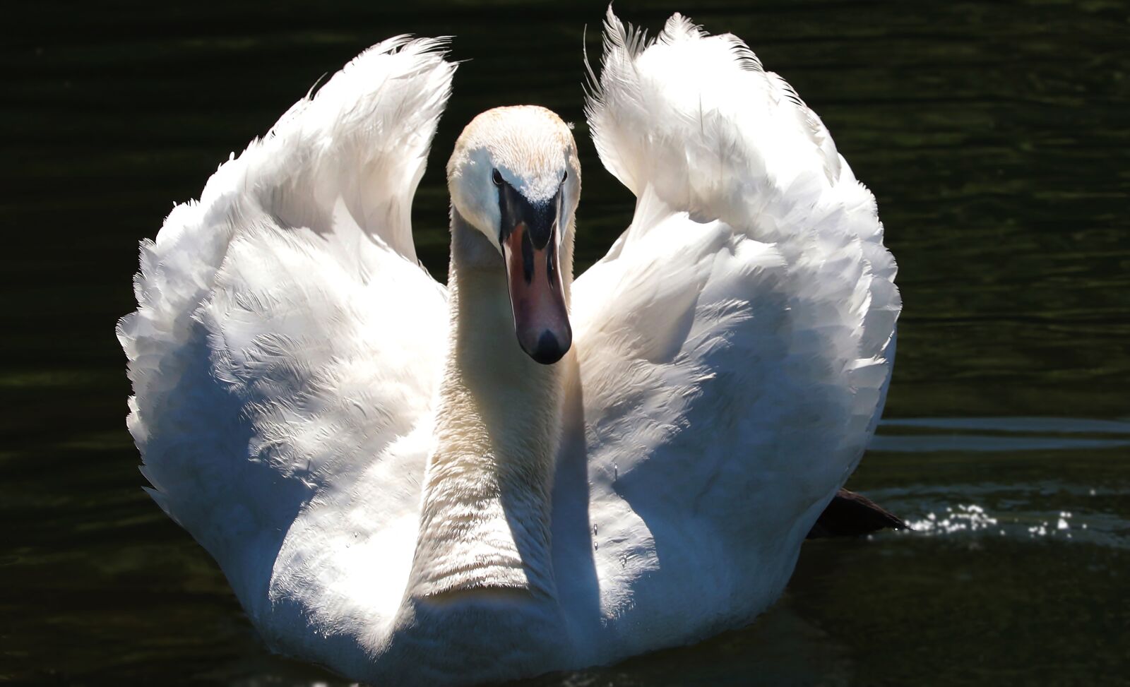 Canon EOS 80D sample photo. Swan, proud to be photography