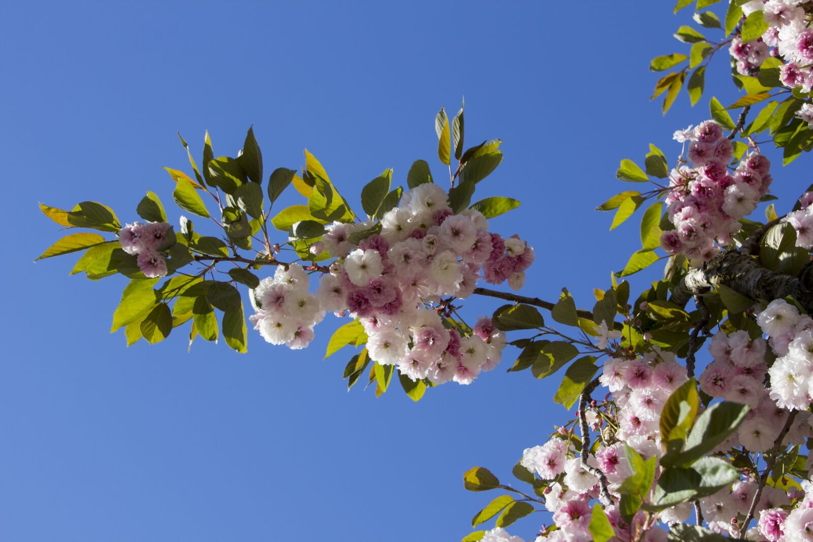 Canon EOS 60D sample photo. Blossom, bloom, tree photography
