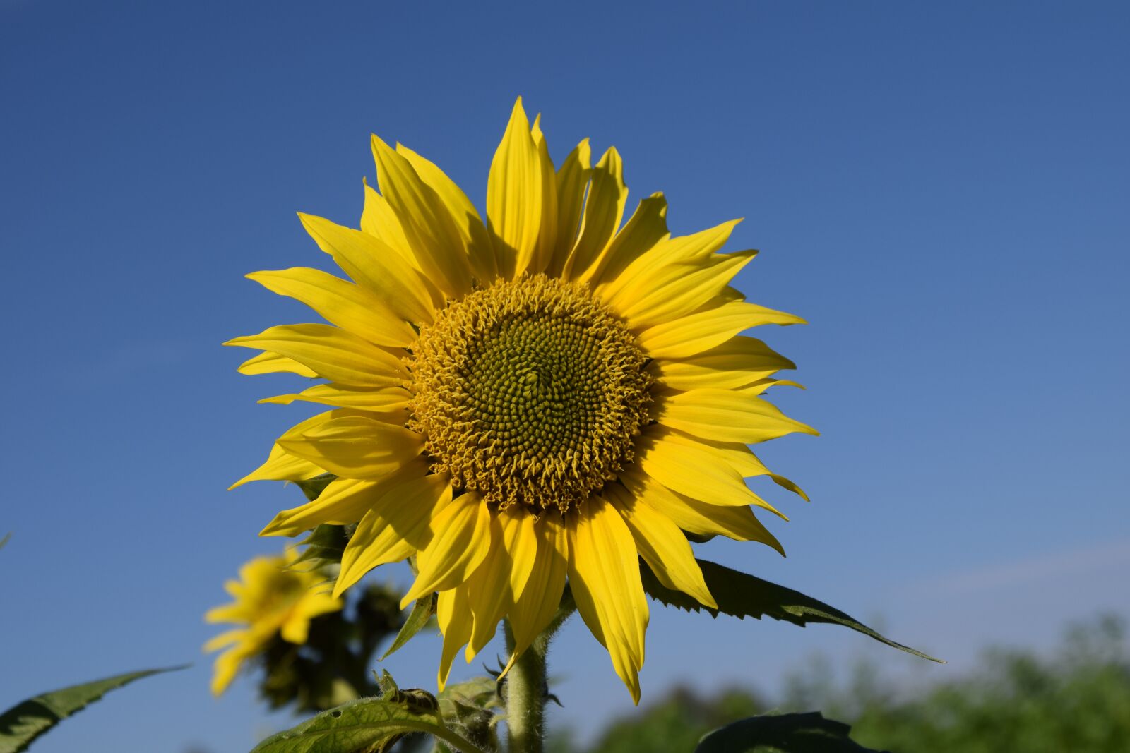 Nikon D3300 sample photo. Sunflower, summer, sky photography