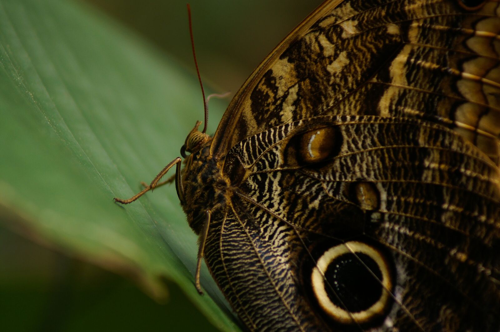 KONICA MINOLTA DYNAX 5D sample photo. Butterfly, nature, big photography