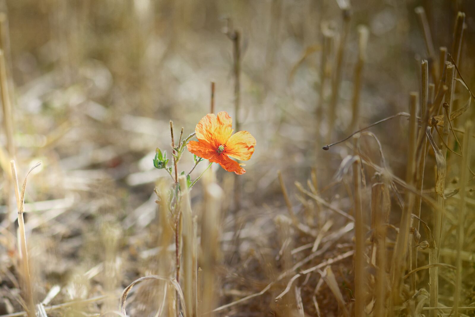 Nikon D7200 sample photo. Poppy, field, landscape photography