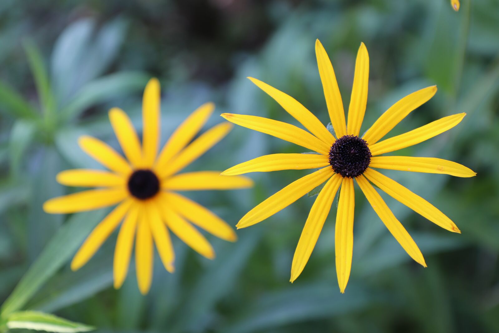 Canon EOS 800D (EOS Rebel T7i / EOS Kiss X9i) sample photo. Yellow, flower, plant photography
