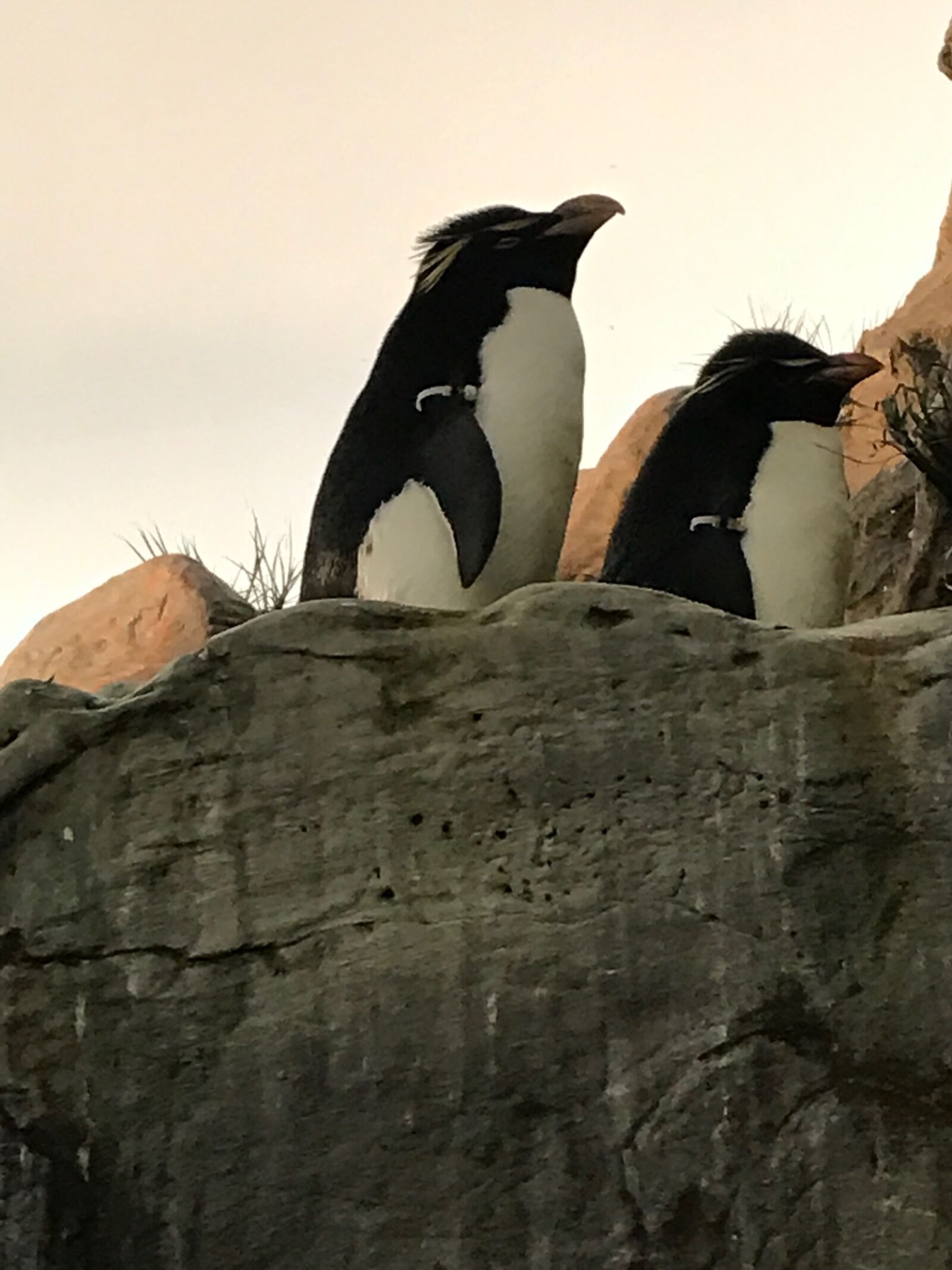 iPhone 7 back camera 3.99mm f/1.8 sample photo. Penguin, zoo photography