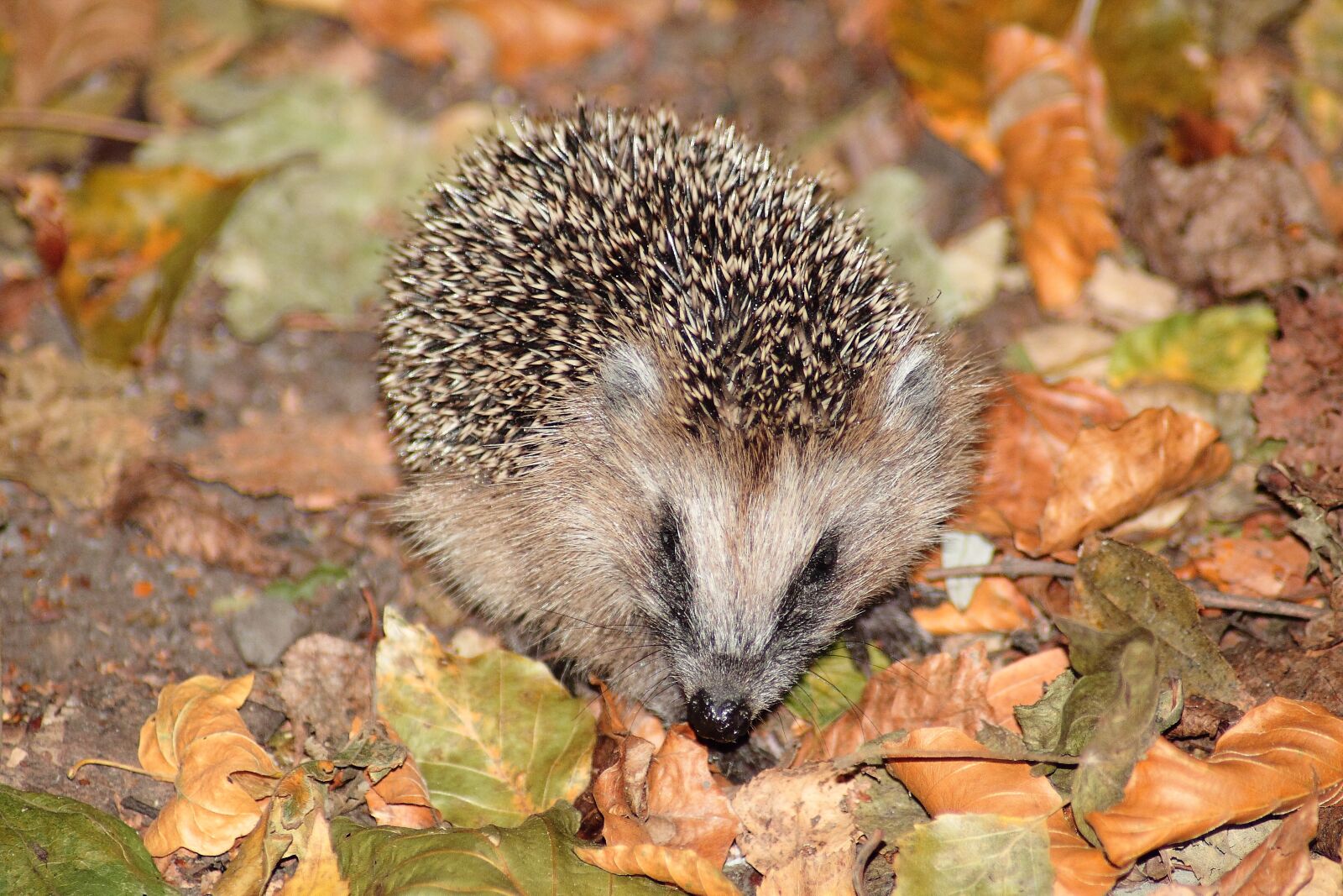Canon EOS 1100D (EOS Rebel T3 / EOS Kiss X50) sample photo. Hedgehog, mammal, spur photography