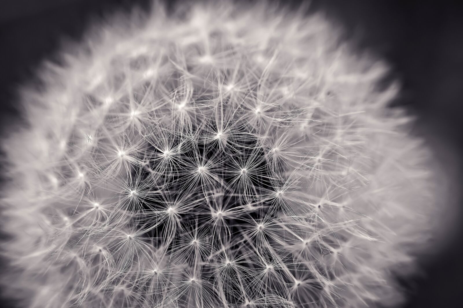 Olympus OM-D E-M10 sample photo. Dandelion, close up, pointed photography