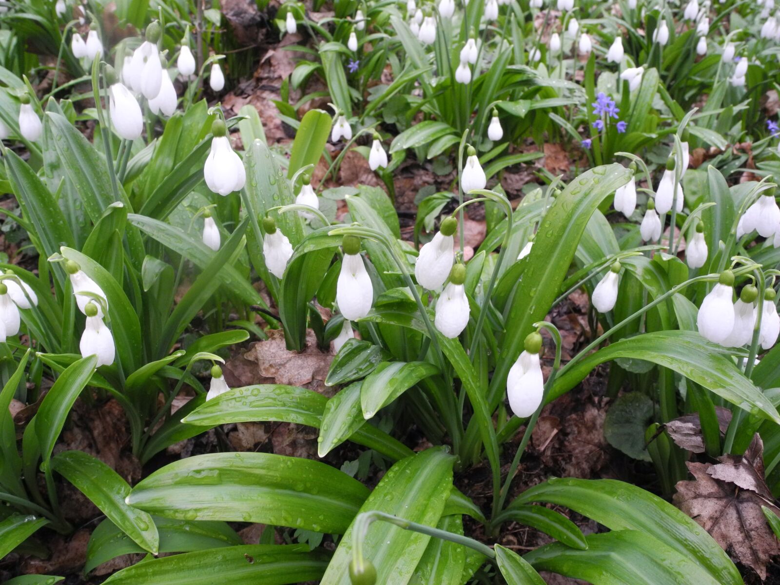 Nikon Coolpix P7100 sample photo. Snowdrop, flowers, spring photography