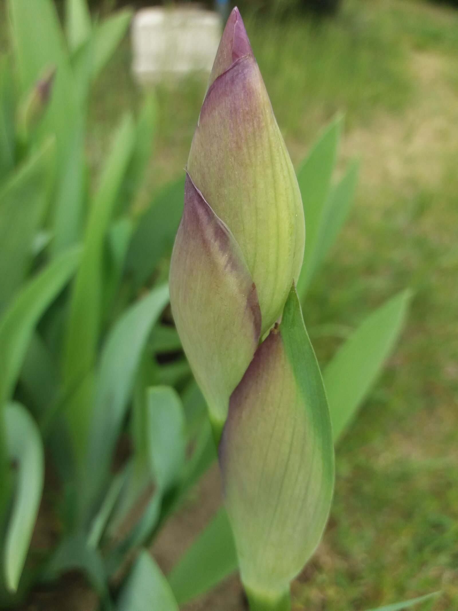 Samsung Galaxy J5(2016) sample photo. Plant, flower, iris photography