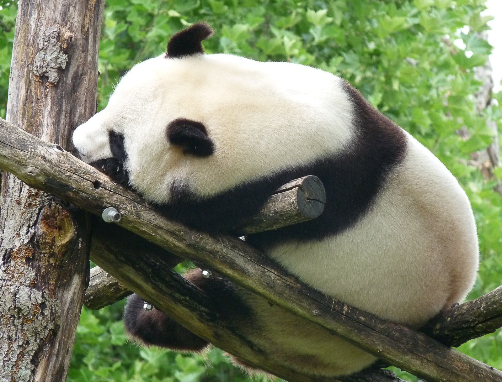 Panasonic Lumix DMC-FZ28 sample photo. Panda, china, wild animal photography