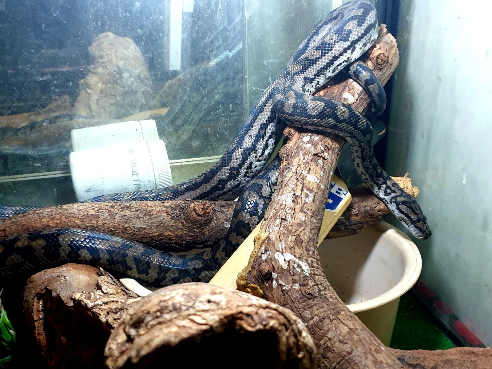 Samsung Galaxy Note9 sample photo. Snake, pet, reptile photography